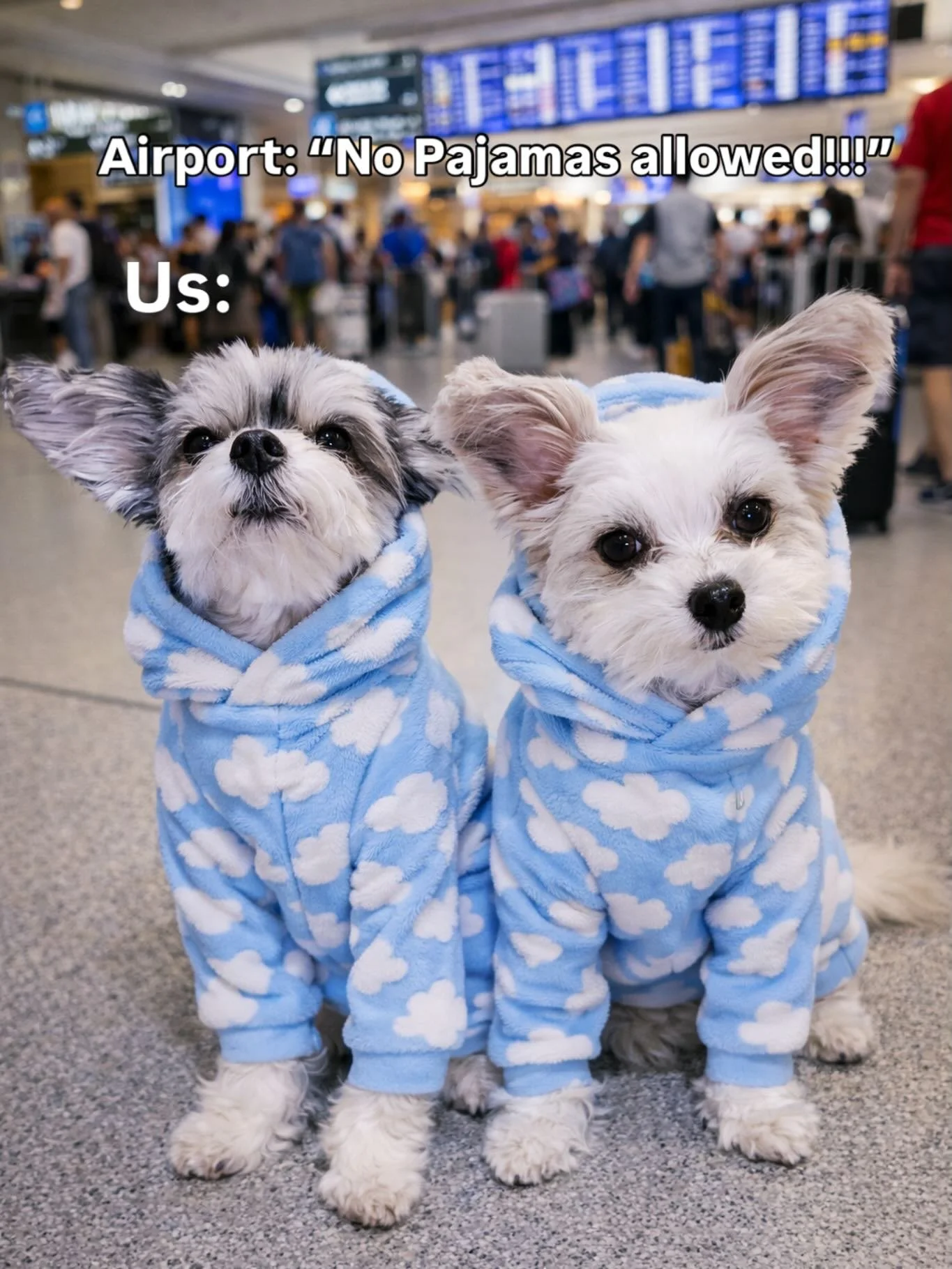 Sometimes we are reckless pups 😉🐶

#airportlife #travelmoments #dogsofnyc #famousdogs