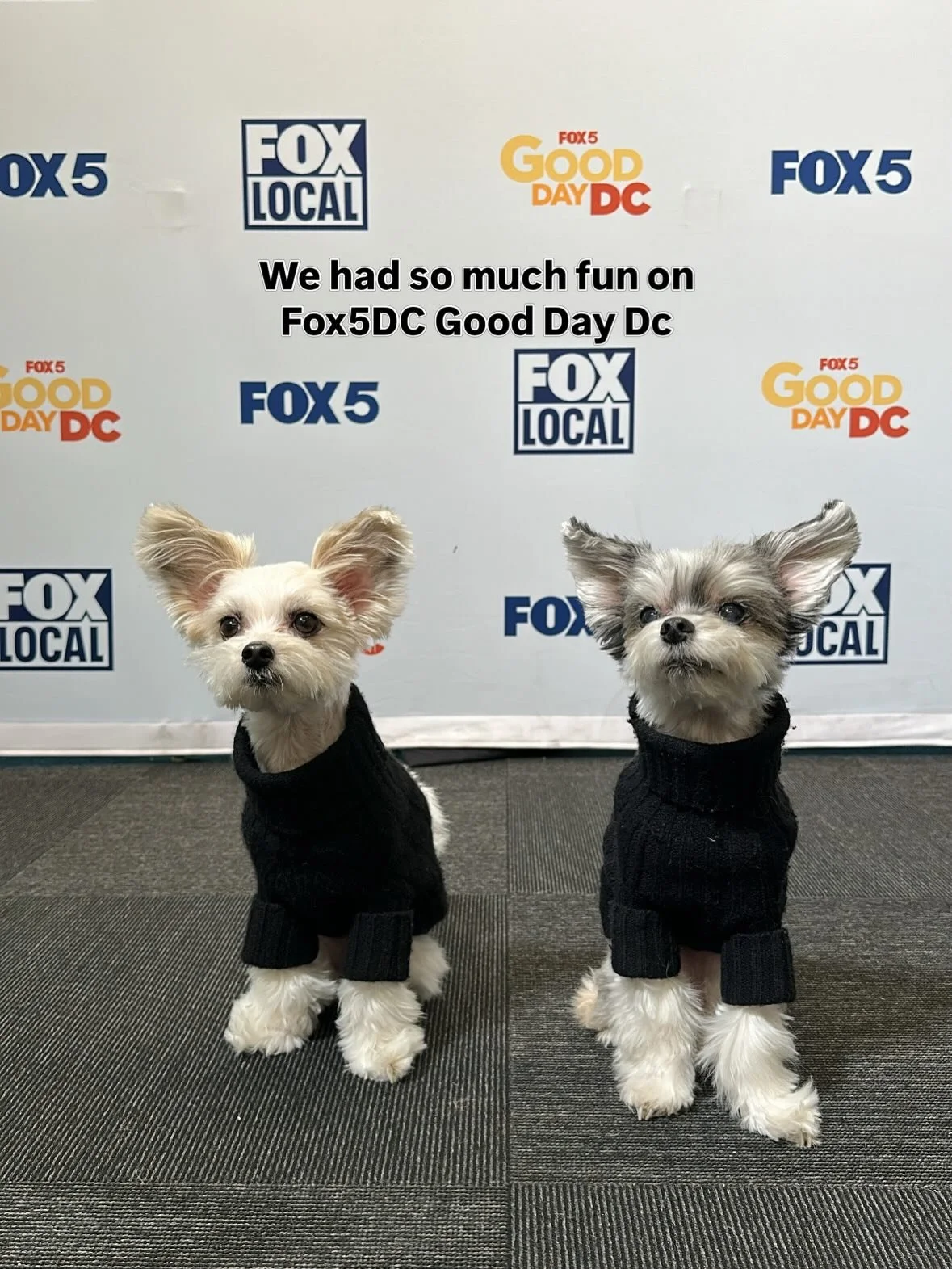 @fox5dc Good Day DC was the best way to start a busy day 🐶🎥💕
(Watch the entire segment.  It&rsquo;s posted on our IG)

#fox5dc #dogsofinstagram #dogsofdc #dogmodel #morningshow