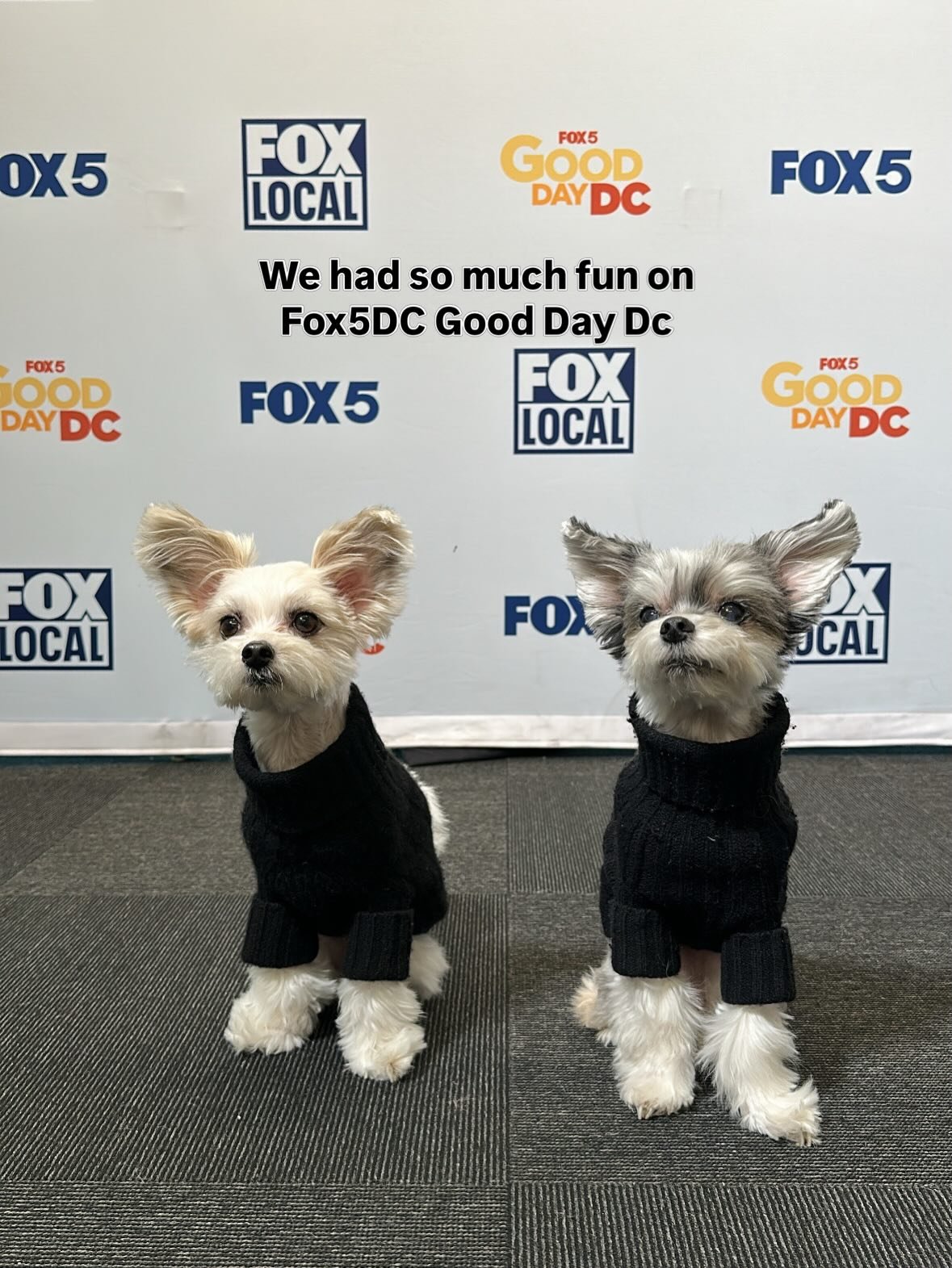 @fox5dc Good Day DC was the best way to start a busy day 🐶🎥💕
(Watch the entire segment.  It&rsquo;s posted on our IG)

#fox5dc #dogsofinstagram #dogsofdc #dogmodel #morningshow