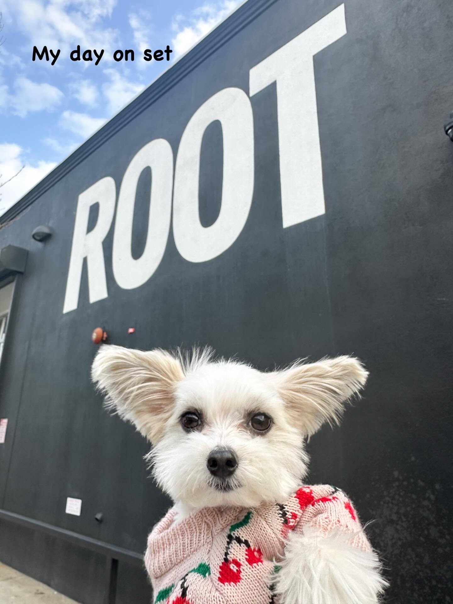 &ldquo;Today was an epic set day in Brooklyn 🎬🐾
I was cast in the new @tavopets campaign and spent my day with the best crew and the best talent. Can&rsquo;t wait for you to see the final photos and videos&rdquo; - Belle

#SetLife #BrooklynShoot #T