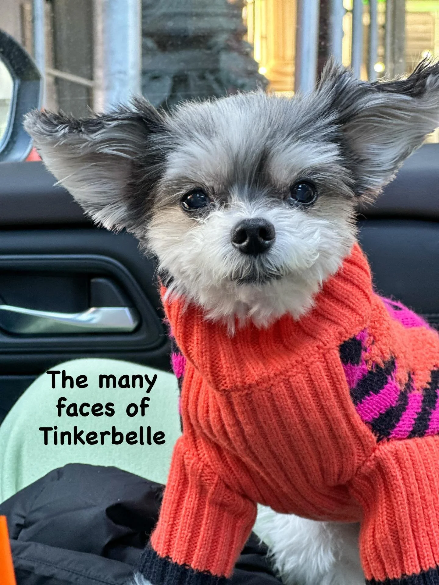 Spending the day with Tinkerbelle means one thing: you&rsquo;re being evaluated. Don&rsquo;t worry&hellip; she only judges a little. 👀🐾🐶😂

#divadog #dogswithattitude #dogsofinstagram #tinkerbellethedog