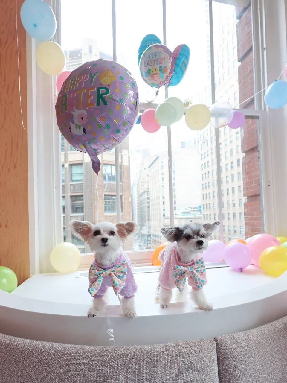 The Easter Bunny delivers eggs.
We deliver the attitude. 🐰💅

@stella34macys @macys 

#easter #fancypup #cutedog