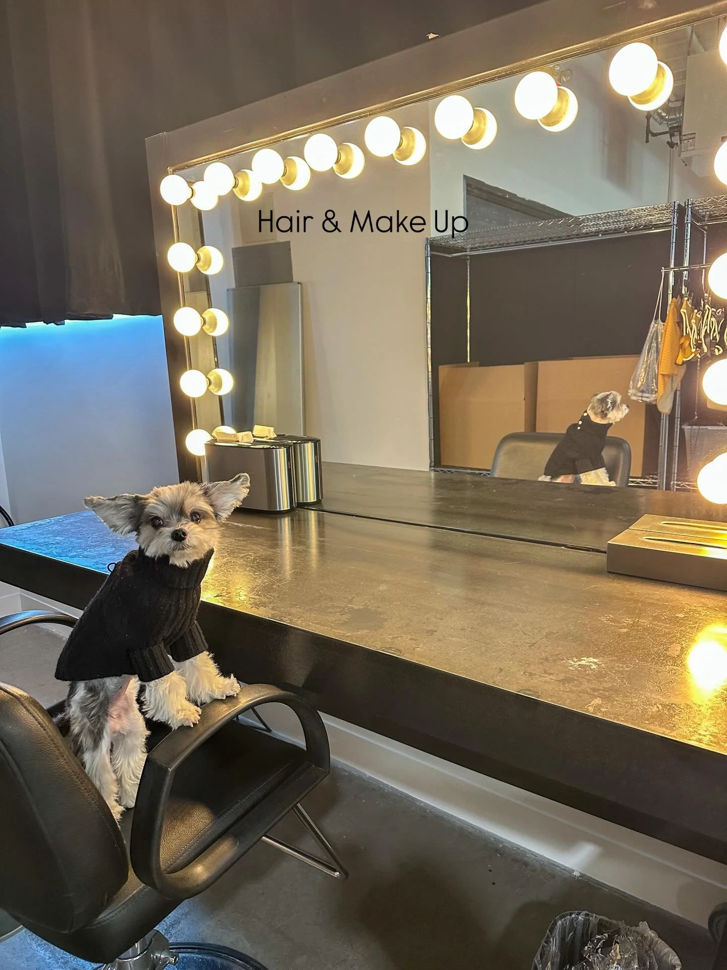 Brooklyn set, lights up, attitude on 💅
I didn&rsquo;t come to play&hellip; I came to slay 🎬✨- Tinkerbelle 

Stay tuned&hellip;this shoot will be coming out this month!

#dogmodel #dogactor #dogsofnyc
