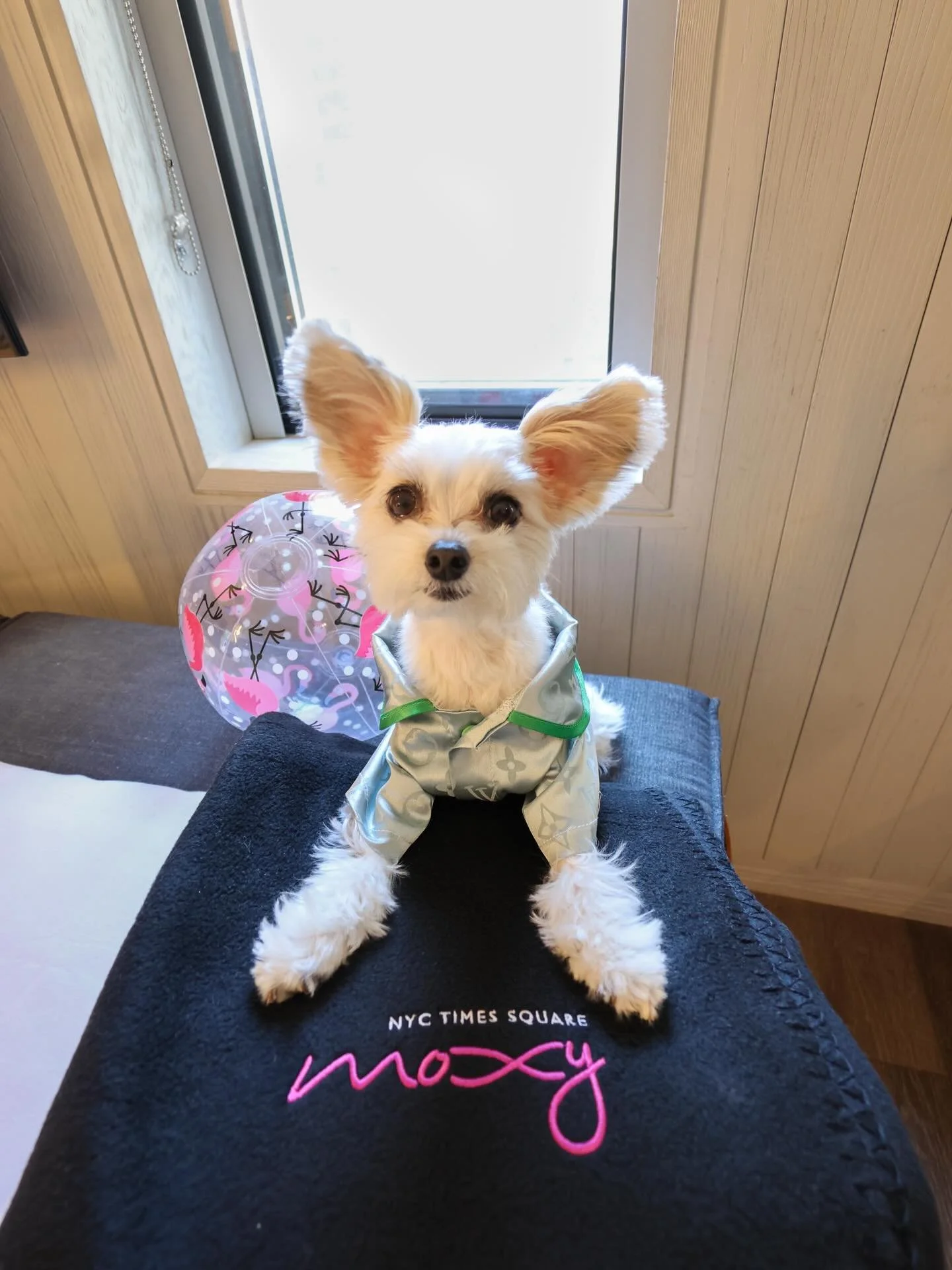 Slaying, not staying 👑🐾
@moxytimessquare knew exactly what to do with these diva dogs 🐶 Full pampered pooch treatment while we took over Times Square like the icons we are 👑✨💕 #atthemoxy 

#staycation #dogsofnyc #cutedog