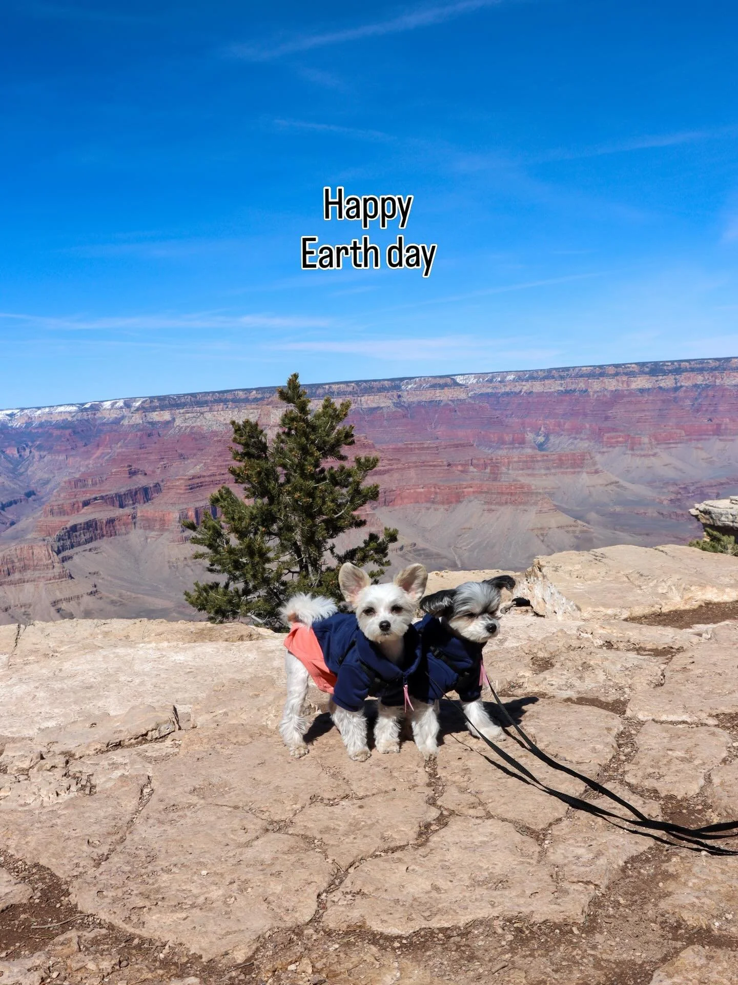 Global icon behavior only 🌍🐾
The Grand Canyon is our favorite place on Earth #earthday 💚

#viewoftheday #traveldog #dogsofinstagram
