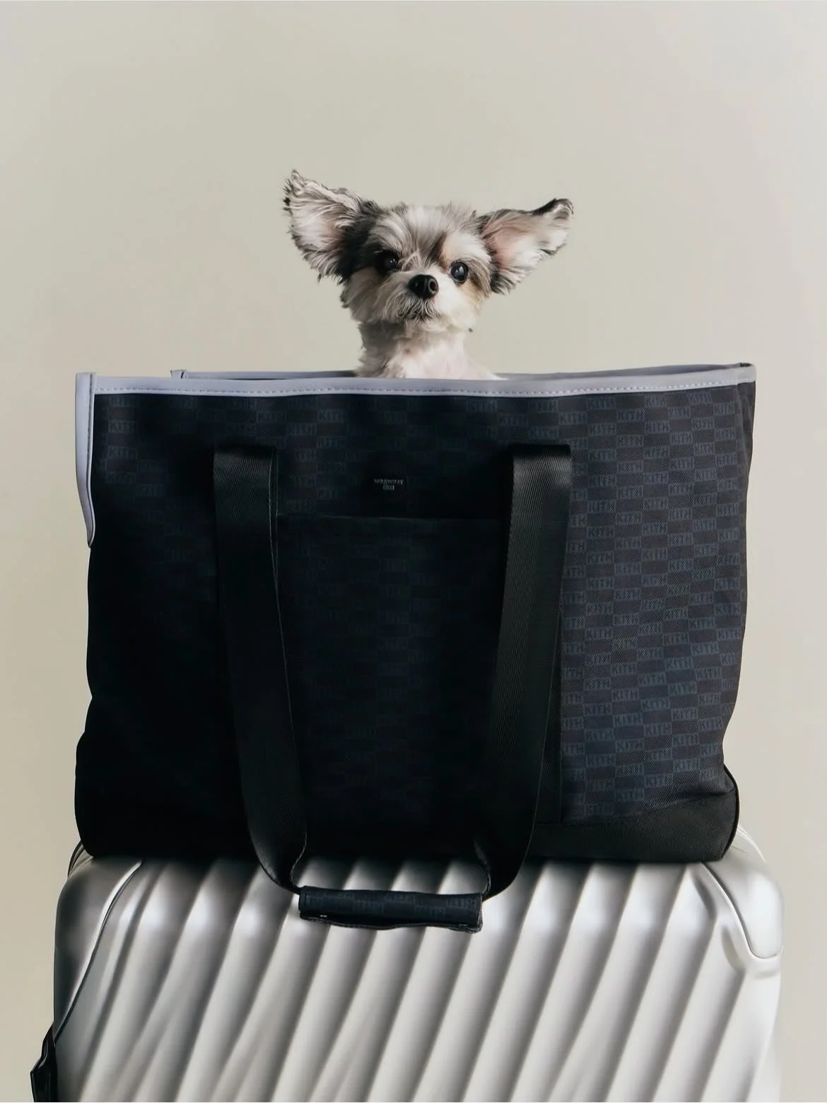 &ldquo;I&rsquo;ve still got it Betches!&rdquo;- Tinkerbelle

Modeling for @kith x @wagwear 

#dogmodel #dogactor #dogsofinstagram