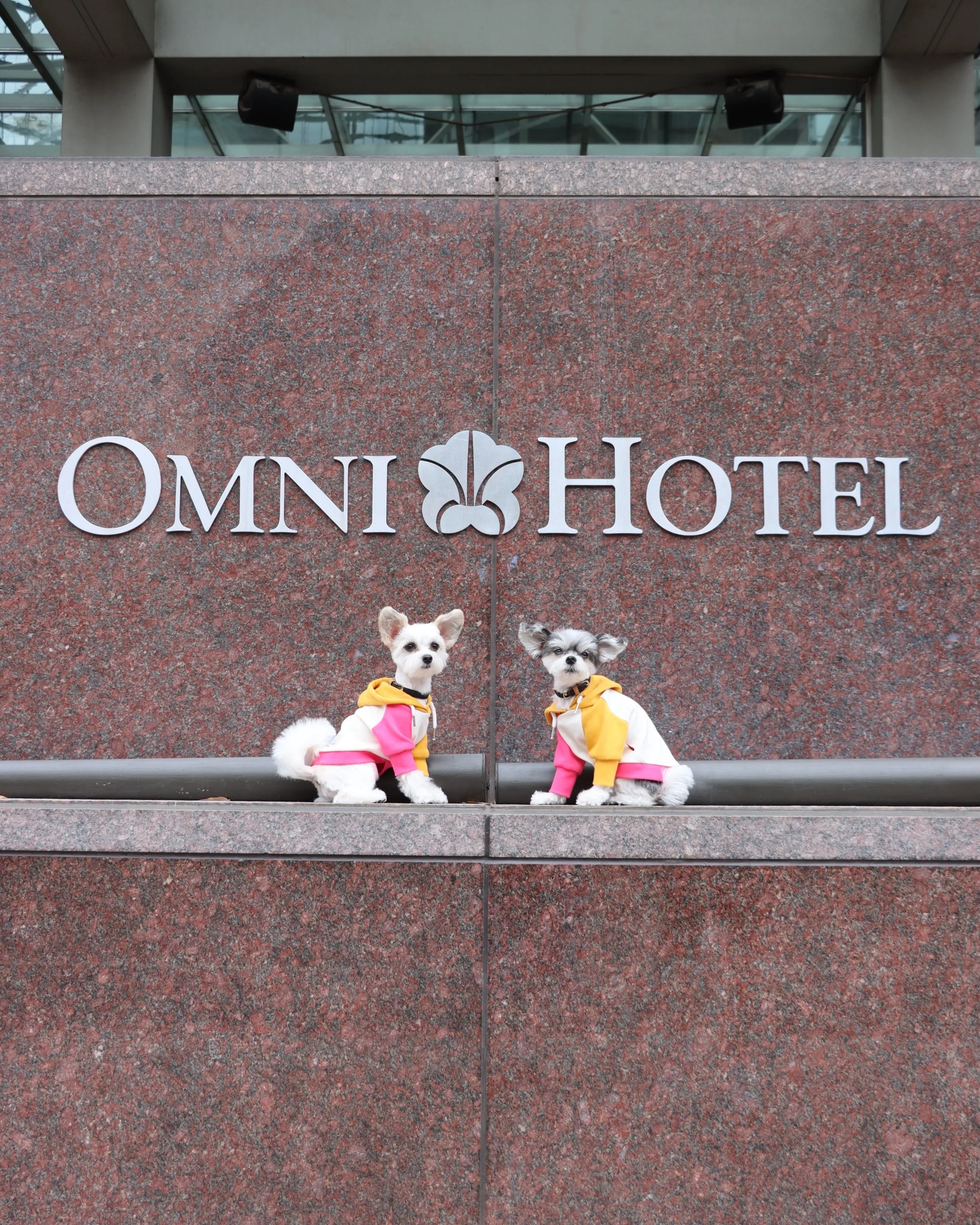 The @omniatx has officially met its most important guests: us 🐶✨
We were in the suite, at the lobby bar or the rooftop pool. Being iconic. No Notes. #omniatx #austintexas #dogfriendlyhotel #travelingdogs #dogsofnyc