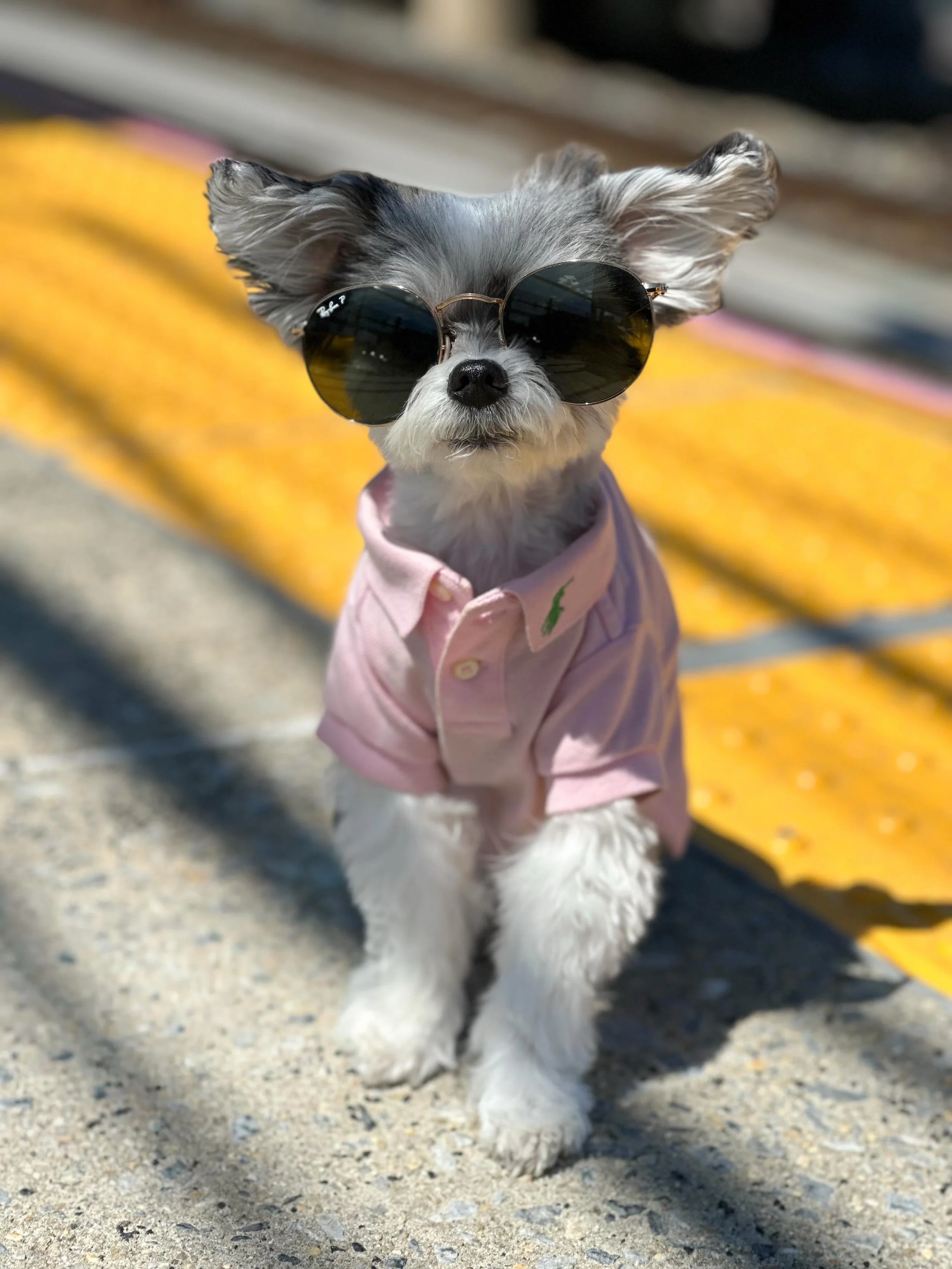 Sunnies on, paws out&hellip; today&rsquo;s forecast is 100% divas ☀️😎🐾

#traveldogs #petfriendly #dogsofnyc #dogsofinstagram #dogmodel