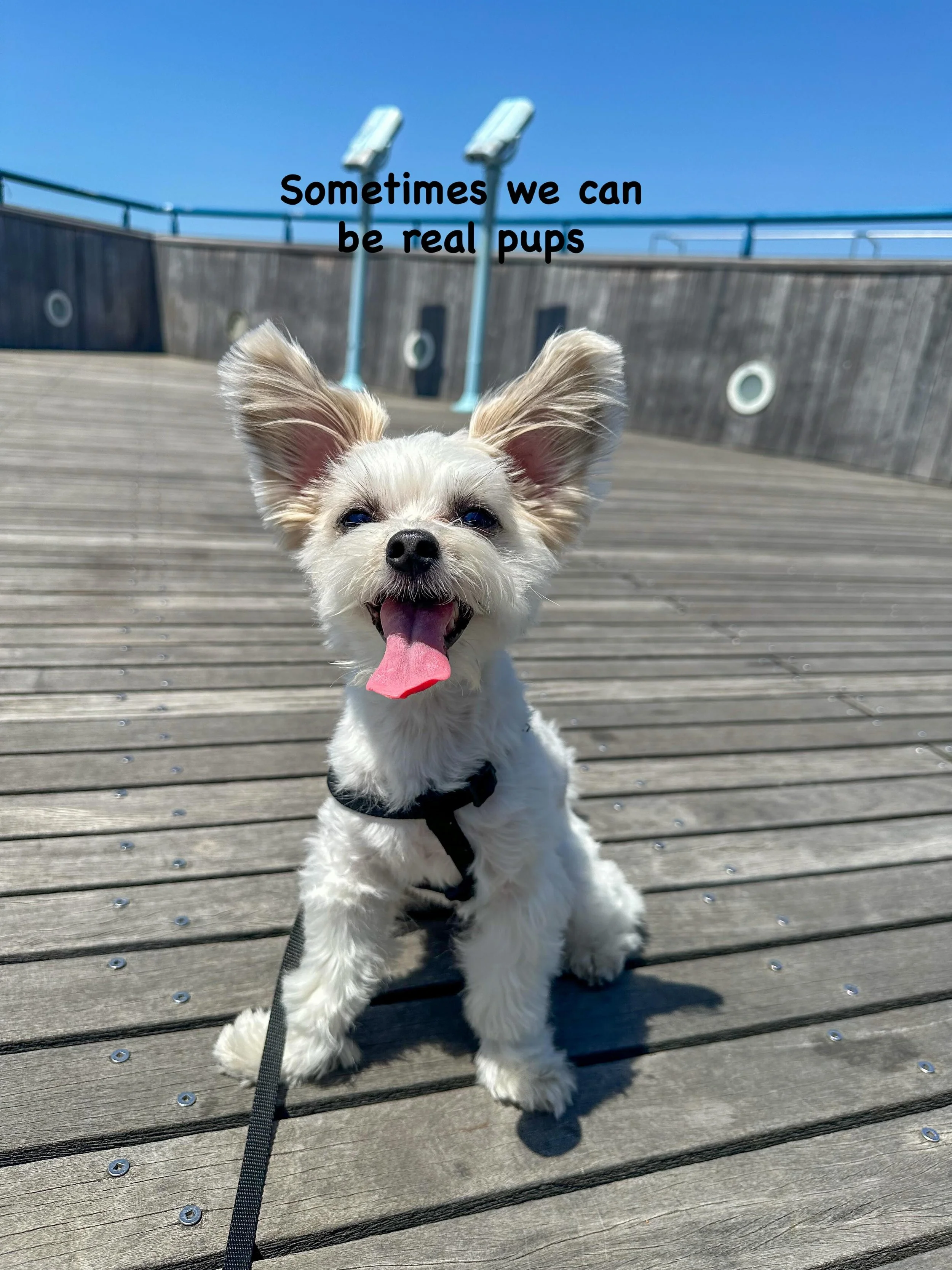 Sometimes we can be real pups and just enjoy the outdoors 🌳💕🐶

#puplife #livinglife #dogsofinstagram #cutedog