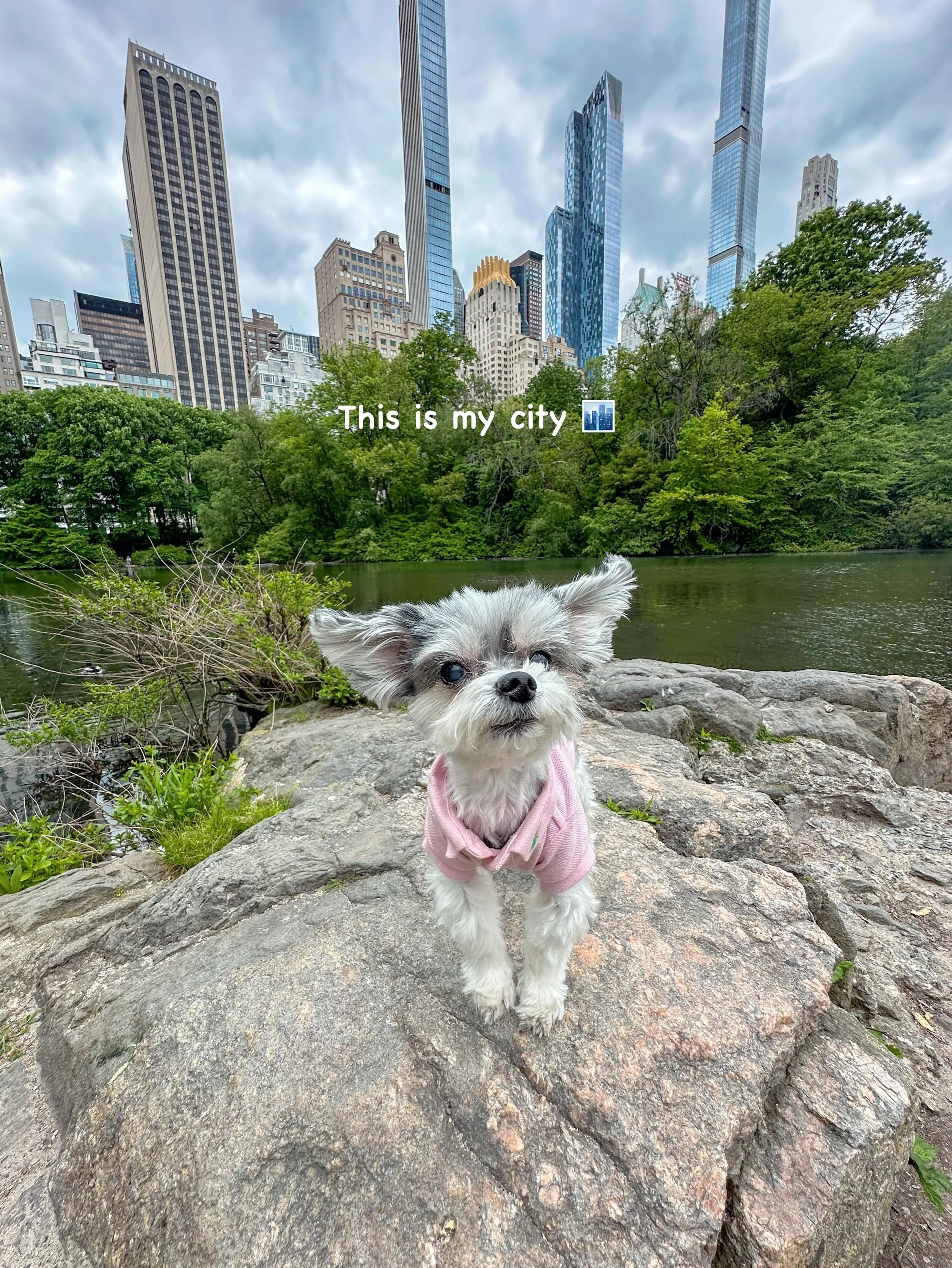&ldquo;This is my city. I protect it with pride, style, and a little diva attitude🐾✨👑&rdquo; Tinkerbelle

#nycdog #onguard #dogsofinstagram #mycity