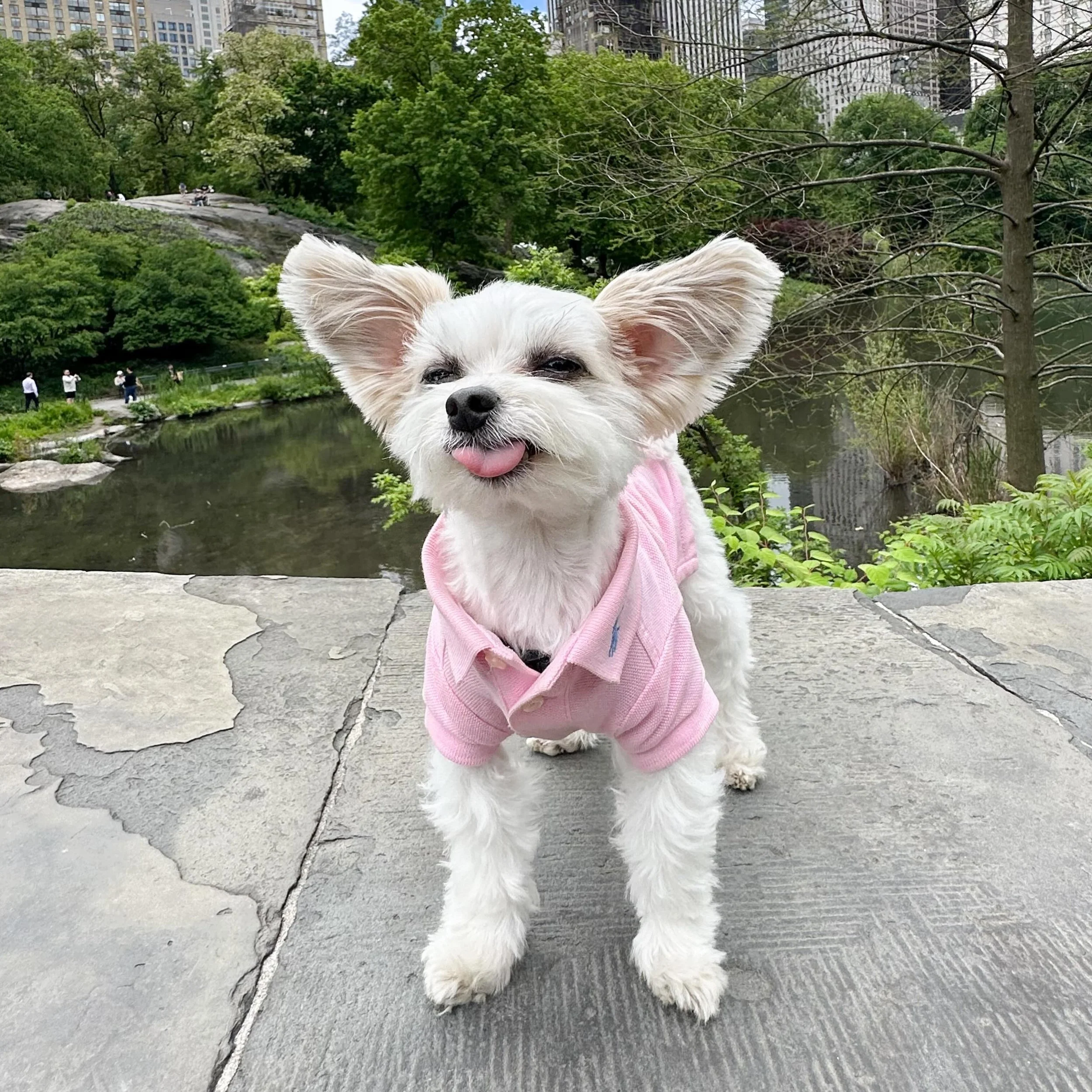 &ldquo;The squirrels know this princess runs the park 👑🐿️🌳&rdquo; - Belle

#nycpark #dogsofnyc #parkpuppy #lovinglife