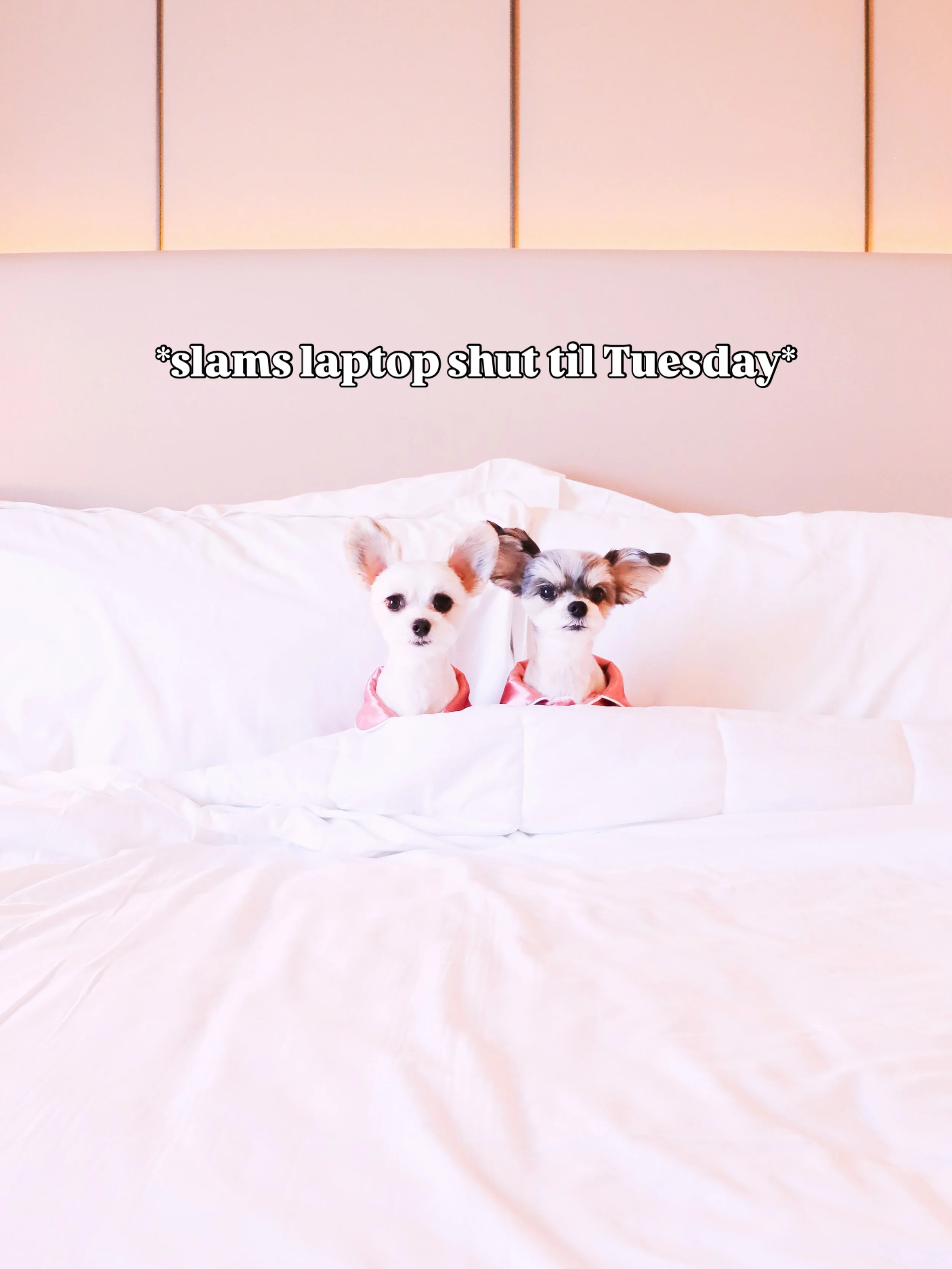 &ldquo;Do not disturb: it&rsquo;s officially MDW!&rdquo; - Tinkerbelle and Belle 🐶🥂🎉 

#mdw #memorialdayweekend🇺🇸 #divadogs #doginfluencers #dogsofnyc