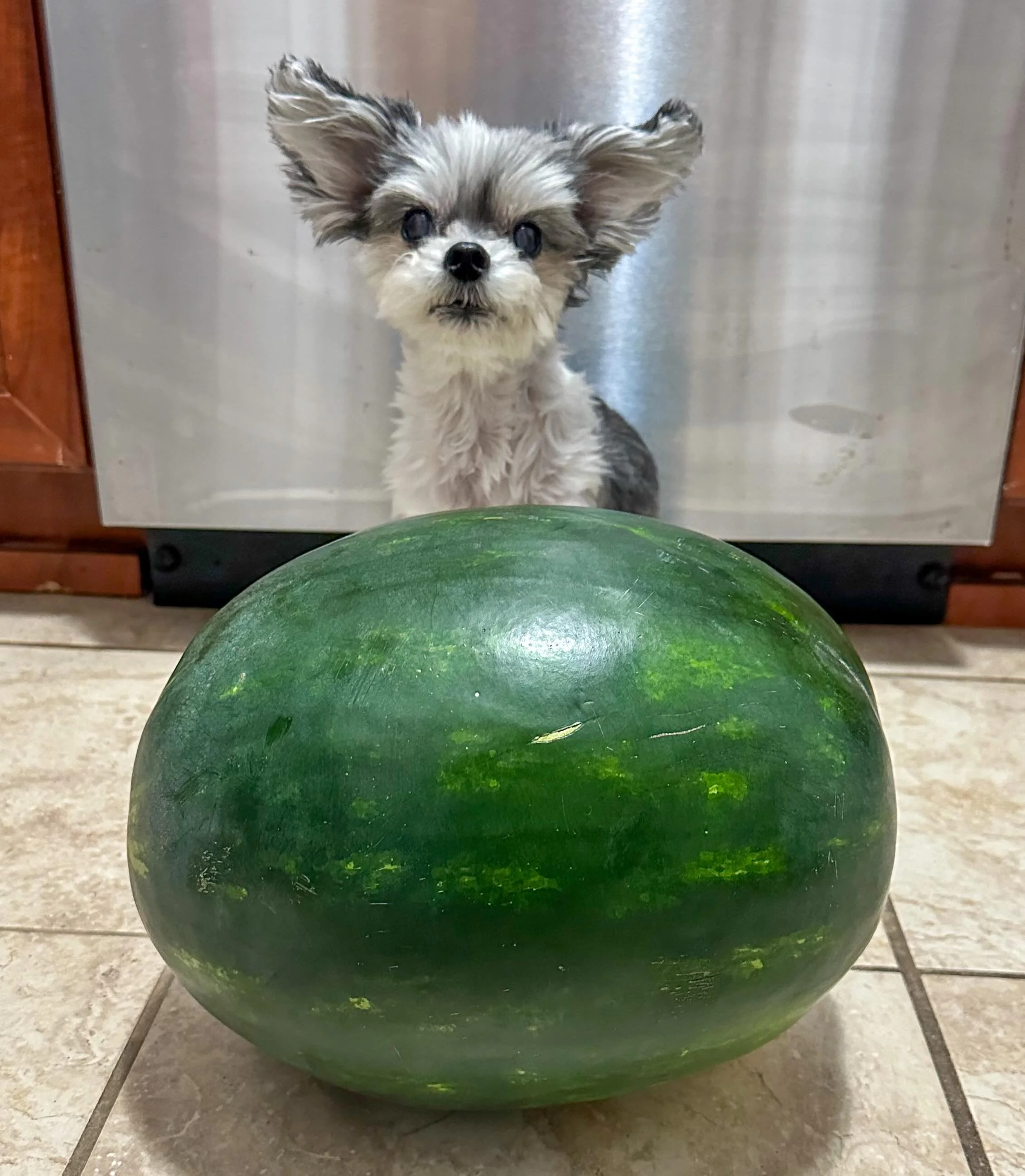 Just two little pups honoring Memorial Day with a watermelon bigger than us 🍉🐶🇺🇸

#memorialday🇺🇸 #watermelon #foodies #dogsofinstagram