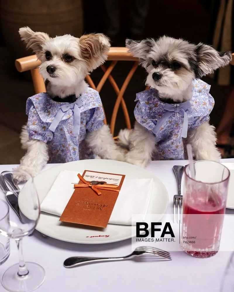 Thank you @maxlakner @bfa for the amazing photos @fouquets.newyork with @kika_usa_official