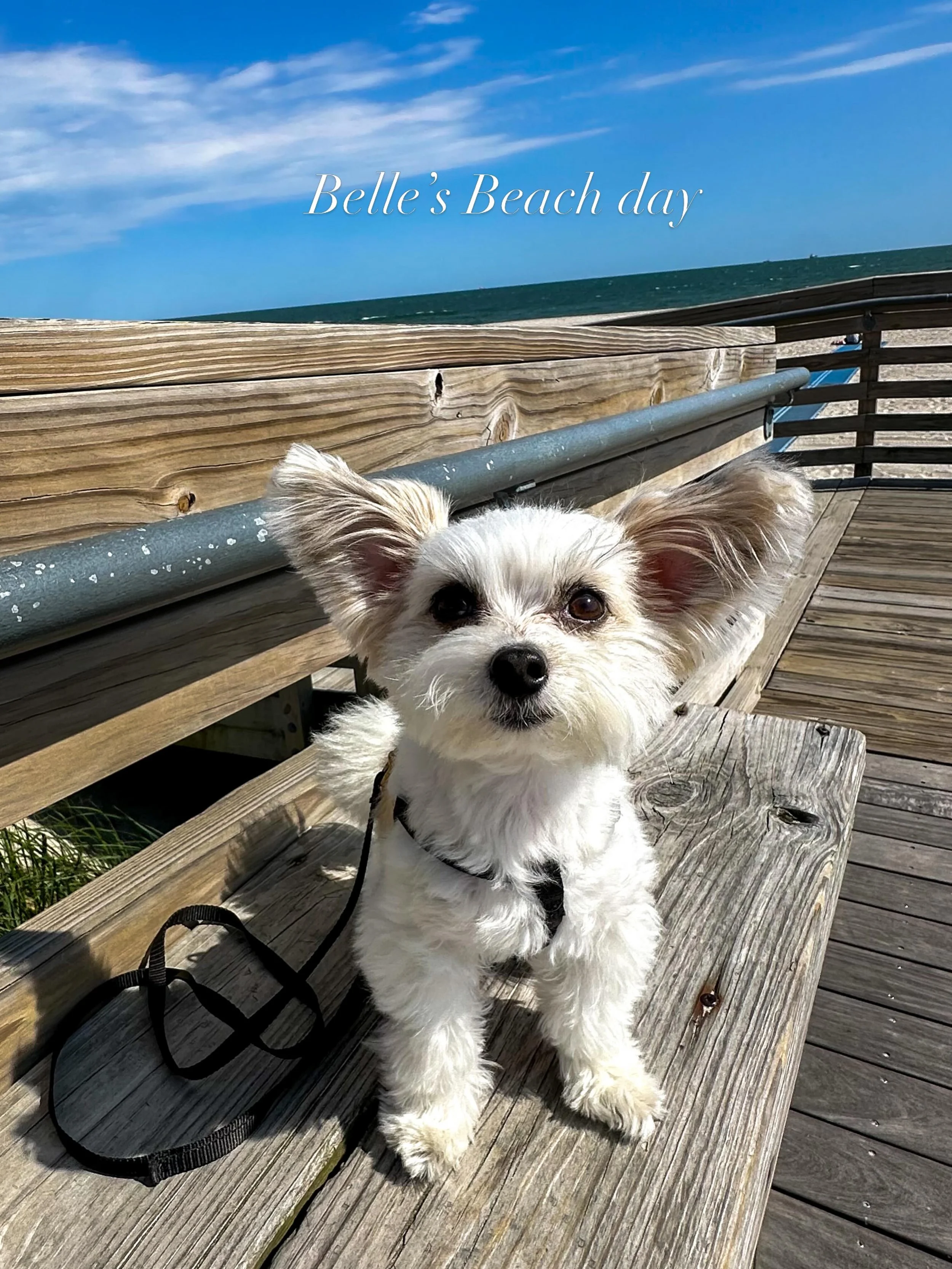 Sun-kissed fur, ocean breeze, and a boardwalk made for strutting 🌊☀️✨ Belle is officially in her summer era 💕🐾

#beachday #beachdog #sun #dogsofnewyork #dogsofinstagram