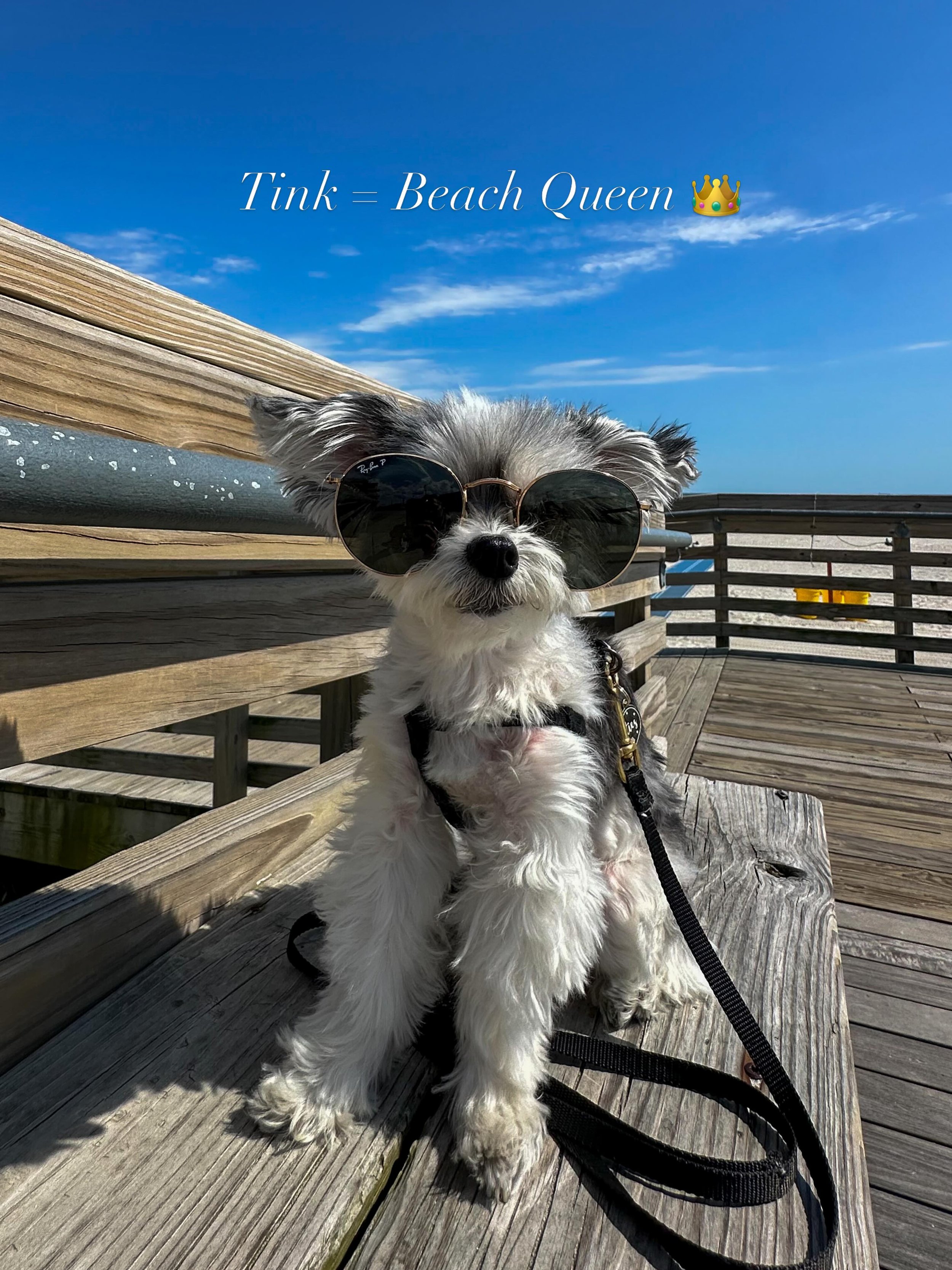 Just a queen, her beach, and a level of fabulous that can&rsquo;t be taught 👑🌊🐾💖 

#beachqueen #beachdog #cutedog #dogsofinstagram #dayoff