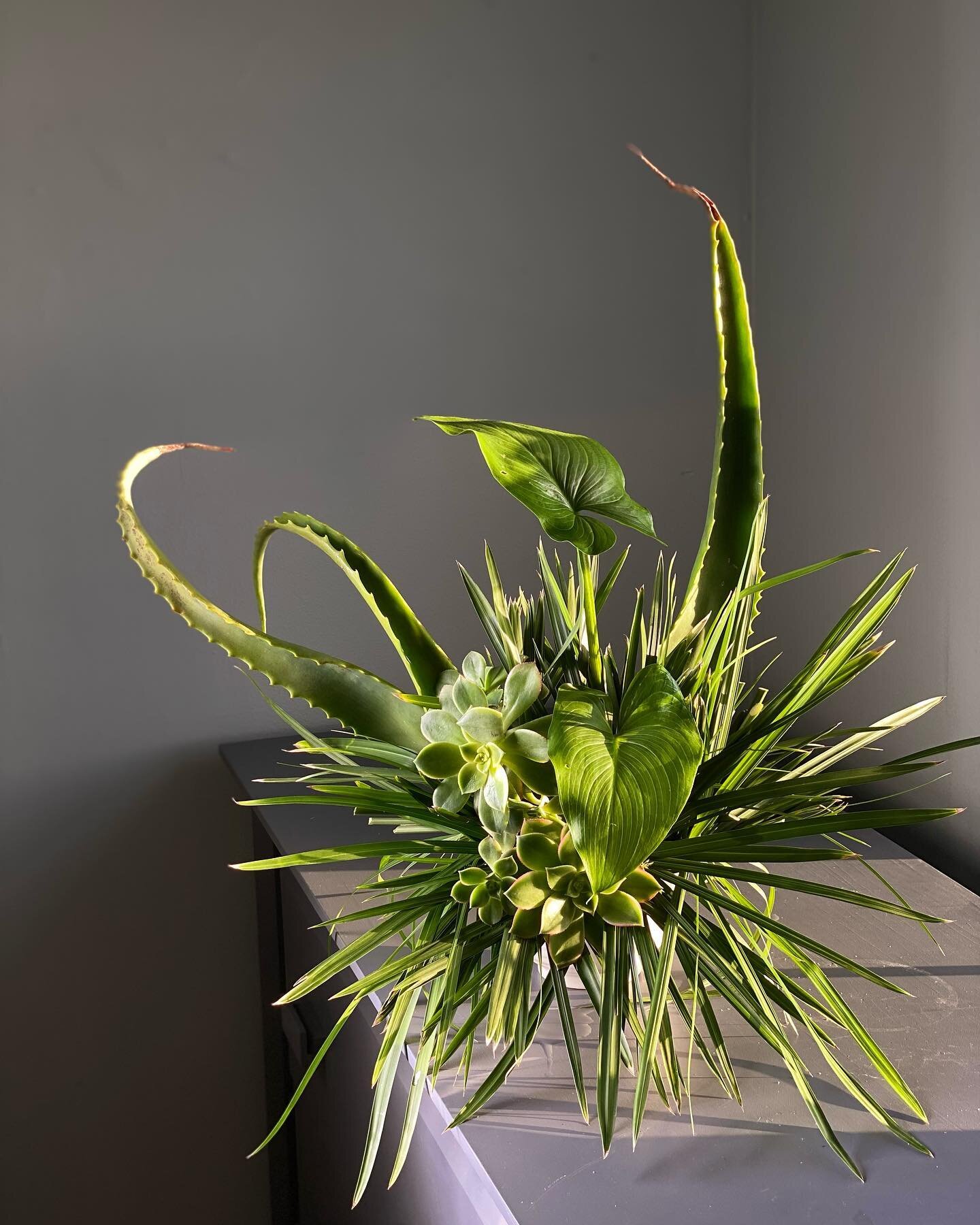 🕷️Spider 
#noovobloom #modernflorals #green #alovera #grass #suculents #floraldesign #florist #naturecore #sanfranciscodesign