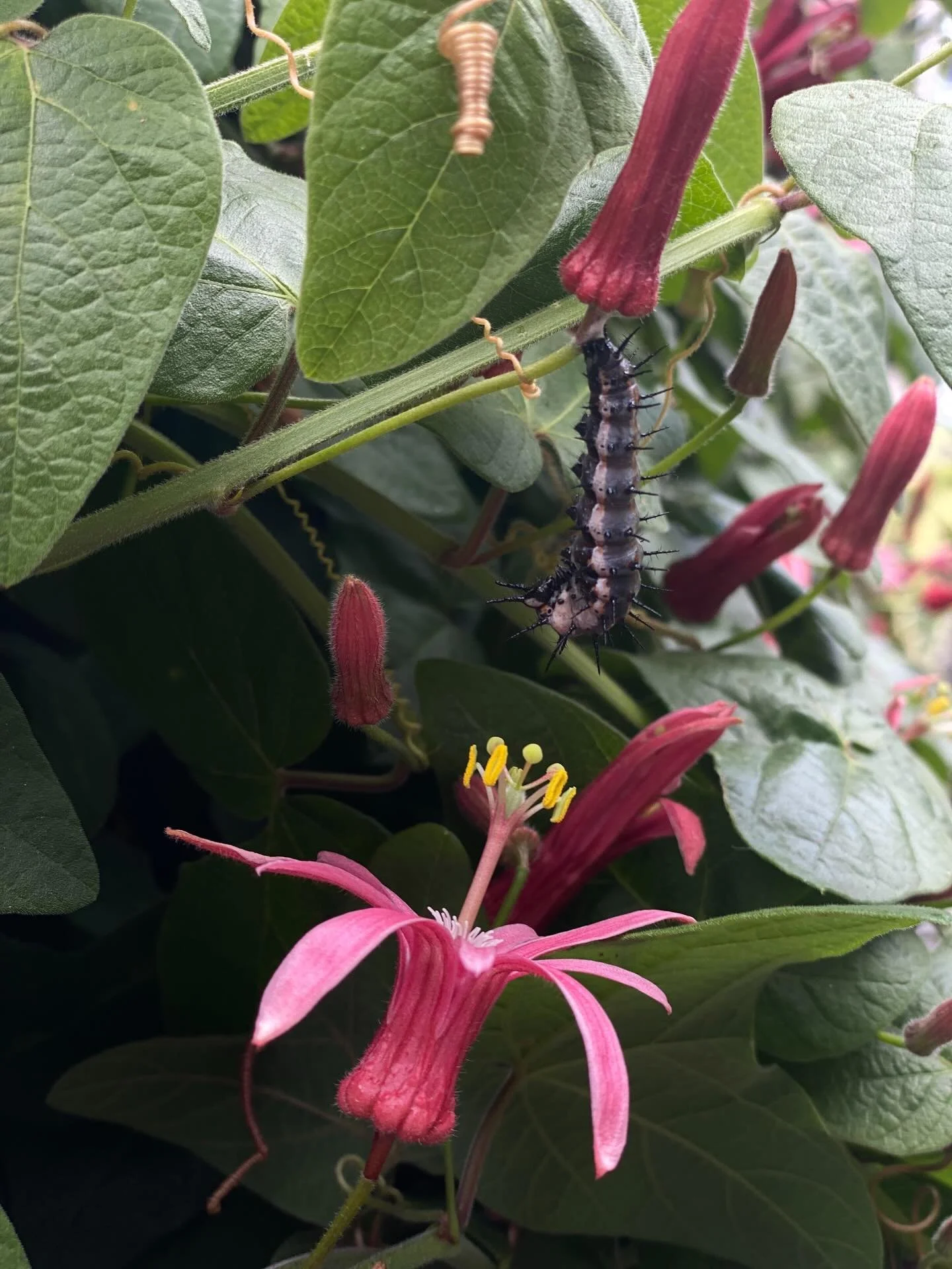 #🐛 #🌁