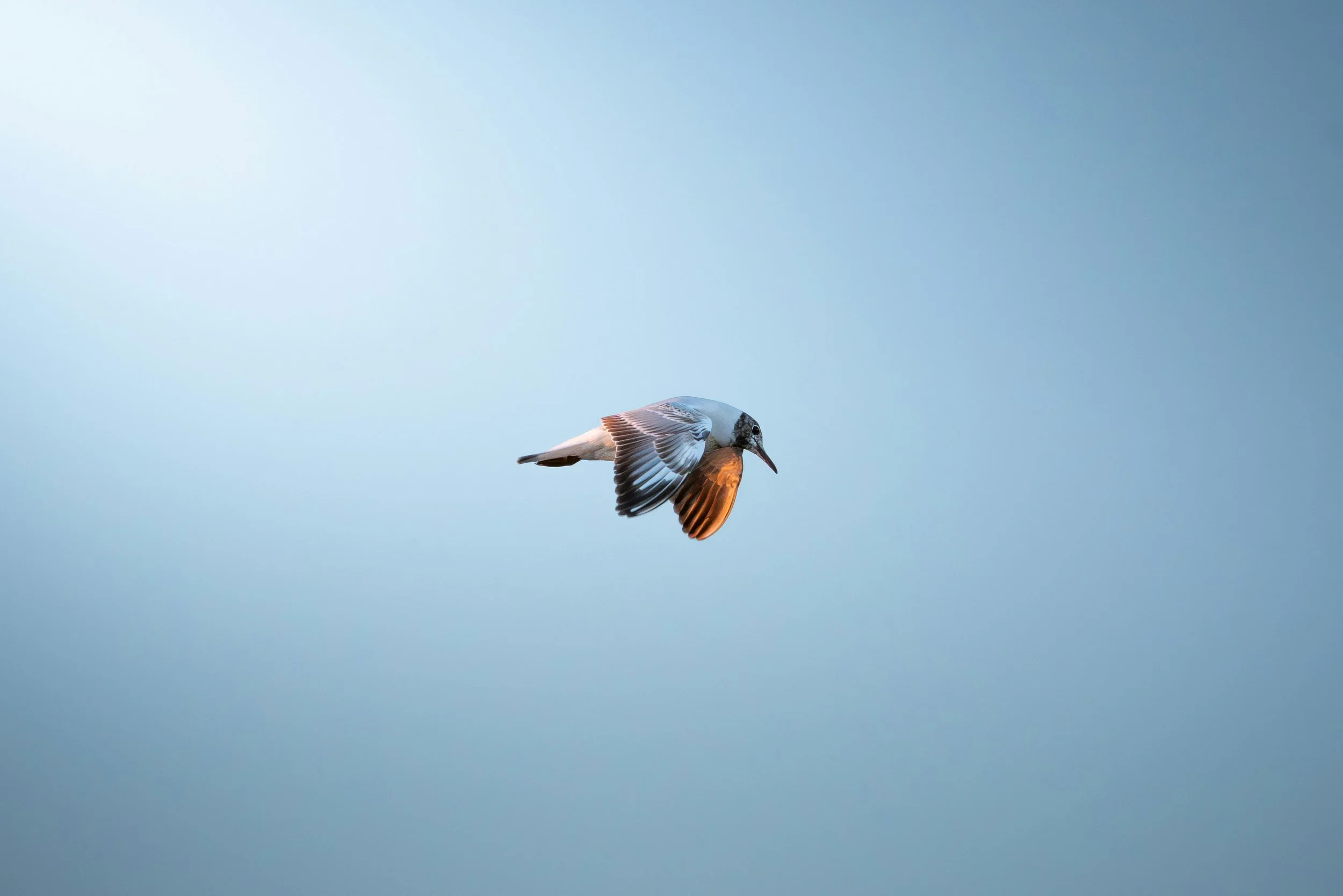 bird flying in sky representing combined approach of IFS and EMDR effectiveness in treating trauma in highland park los angeles