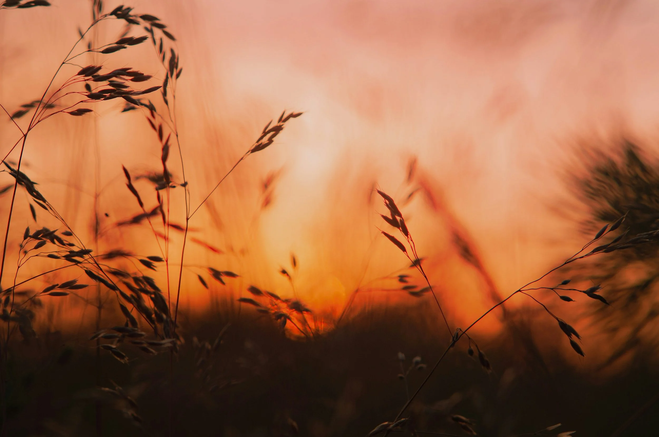 Late-diagnosed autistic women masking with food