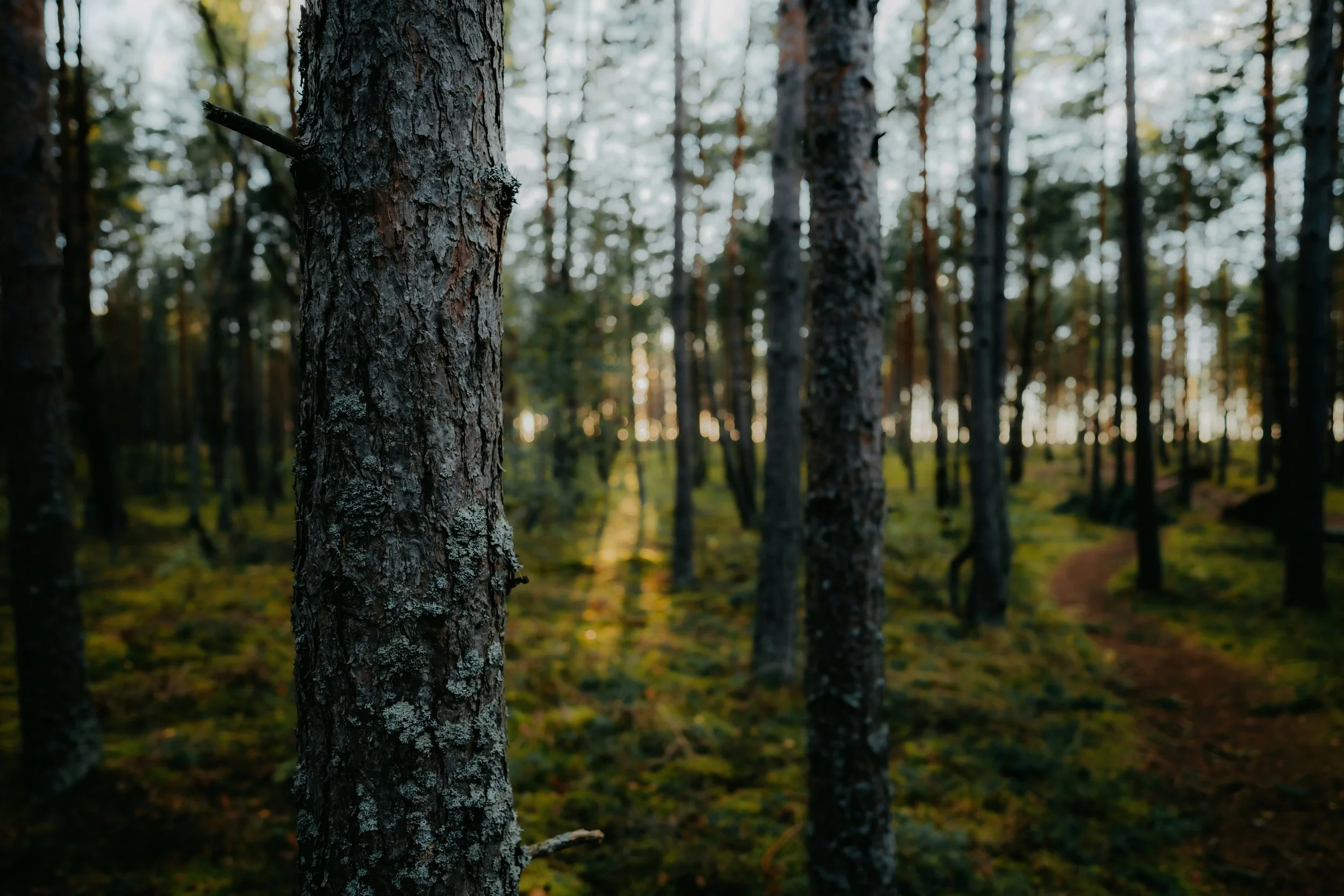 Anhedonia: When the world become flat and grey