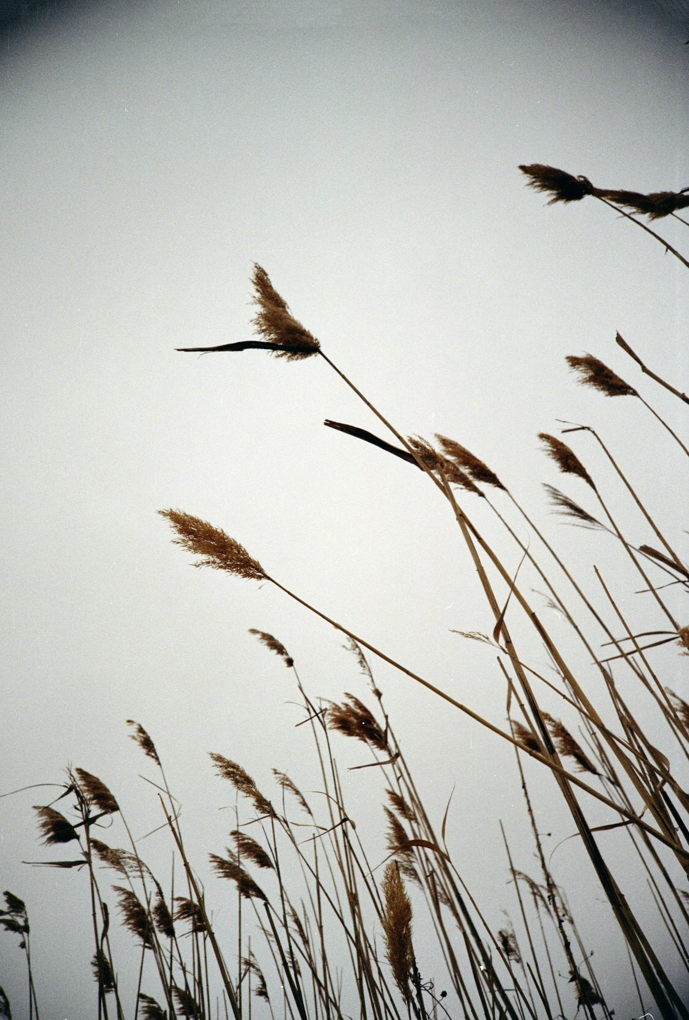 picture of a field representing the healing that happens with self trust for a later discovered autistic adult