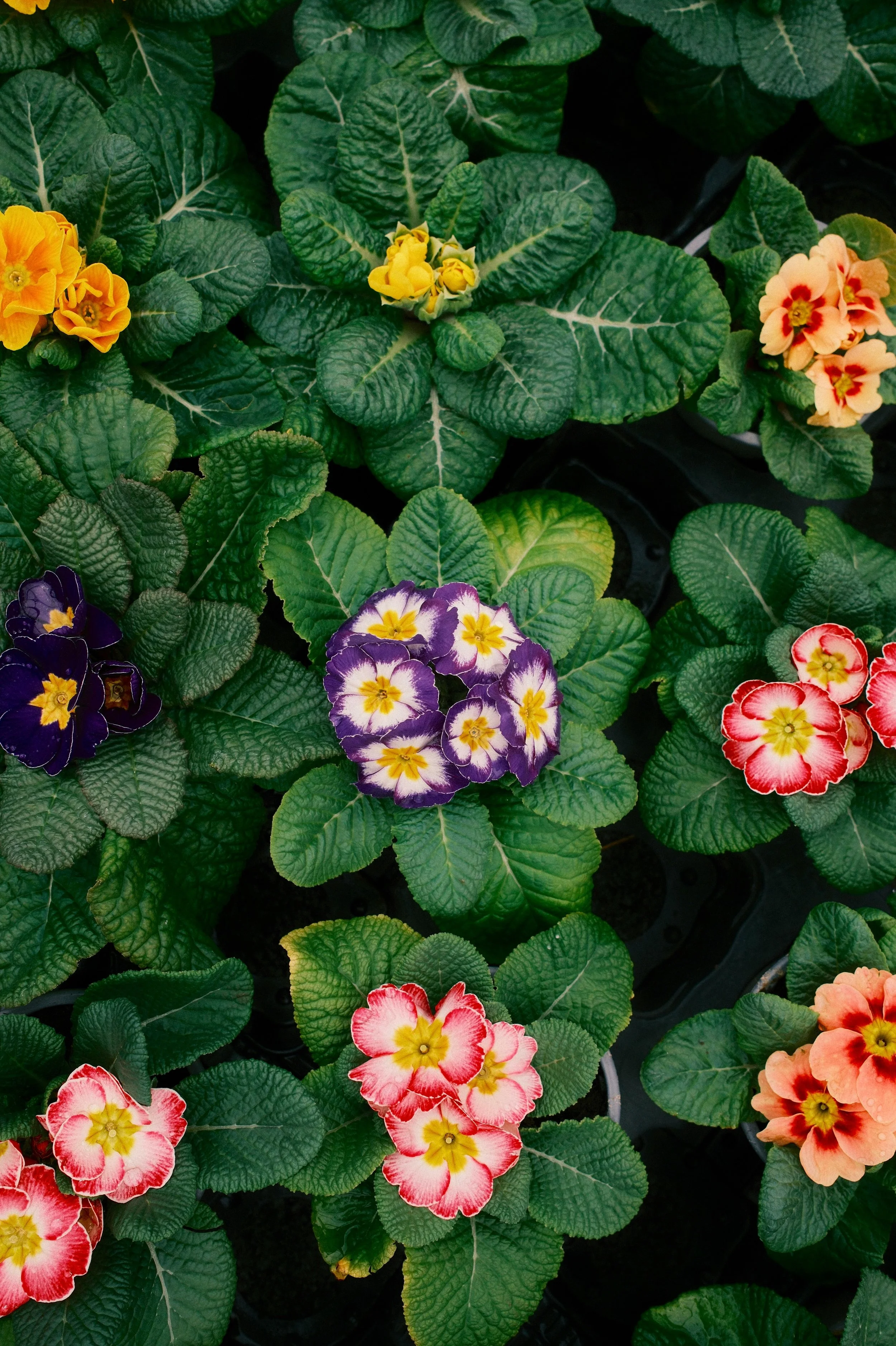 picture of colorful flowers. this could represent the tailored approach to a neurodivergent system and finding neurodivergent friendly self care. Search neurodivergent affirming therapy in highland park los angeles.