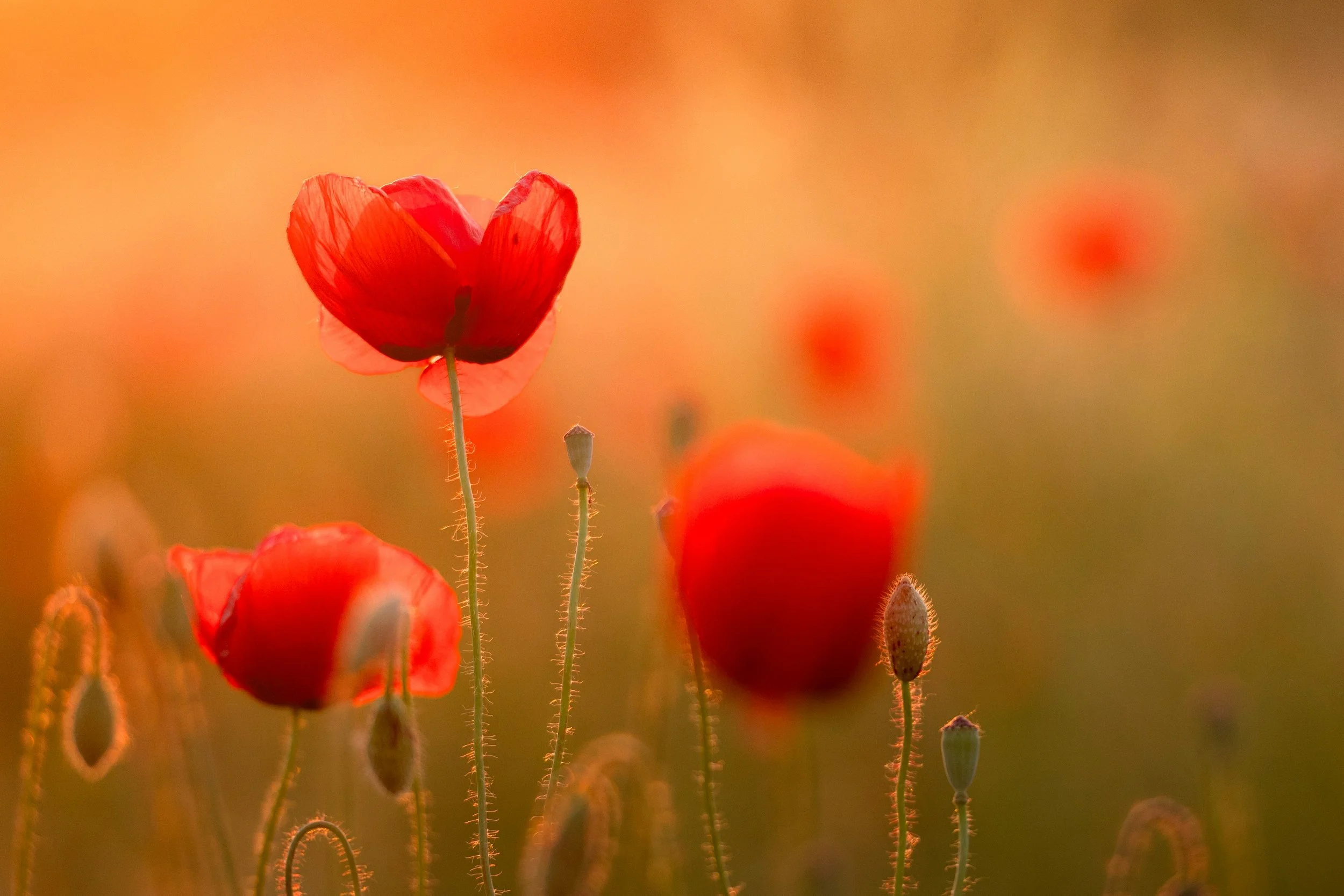 A nature guide informed approach to IFS therapy may be good approach for you. Search IFS or AAPI IFS therapist in los angeles
