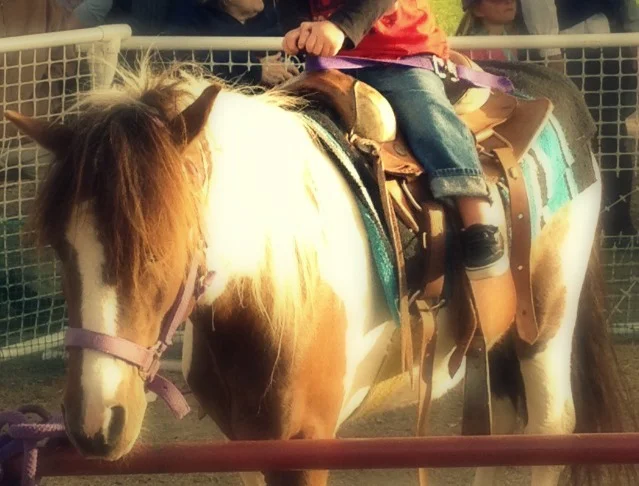 pony6.jpg