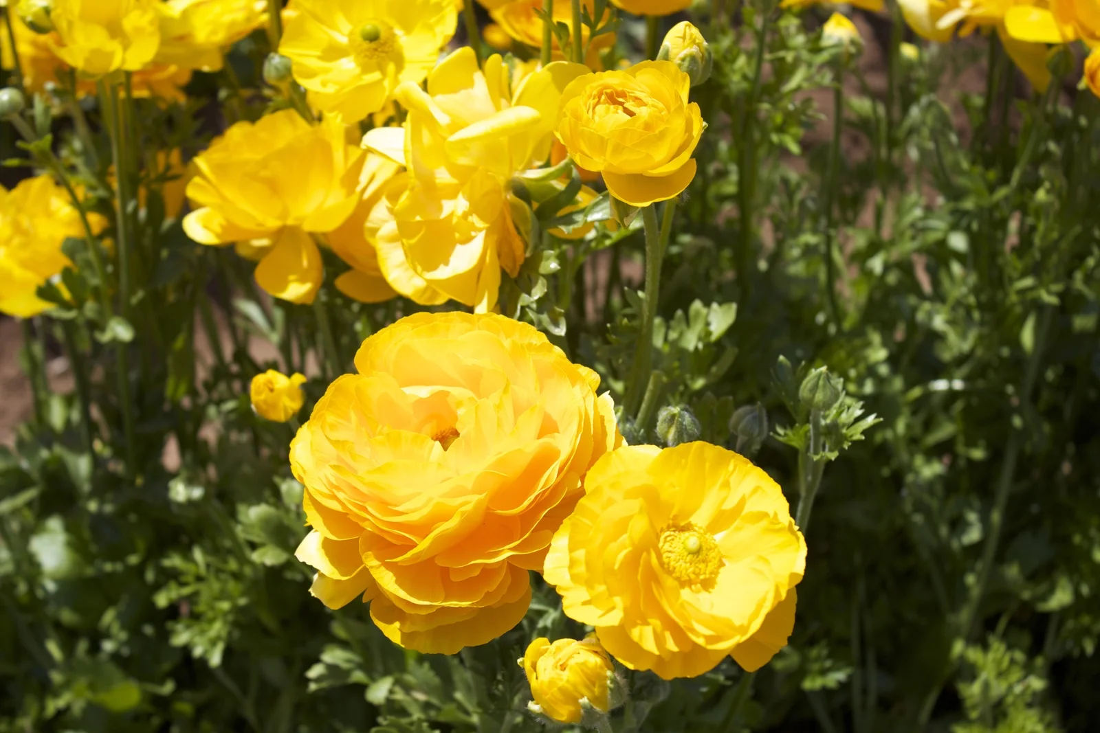 3d26a7a508756aae9112bf69042c3739712ee473_original.jpg