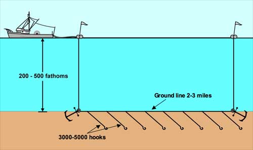 Longline and pot fishing of Halibut and Sablefish has low to no impact on ocean floor and yields the highest quality artisanal fish.