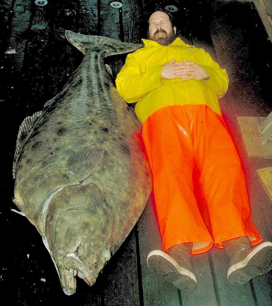 An Alaska Fisheries Science Center Researcher next to an Alaskan halibut.