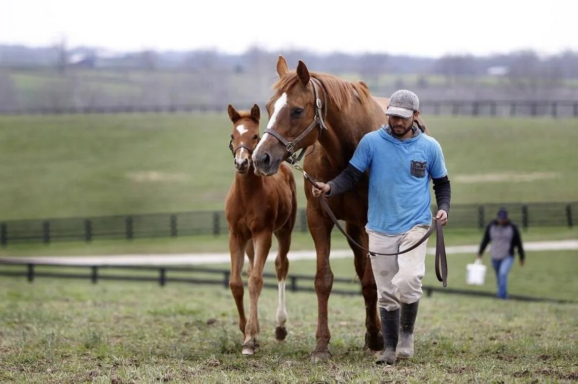 180410Foalmg002.jpg