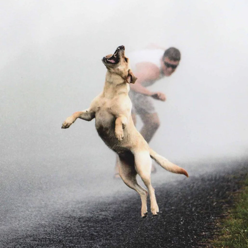Doggo