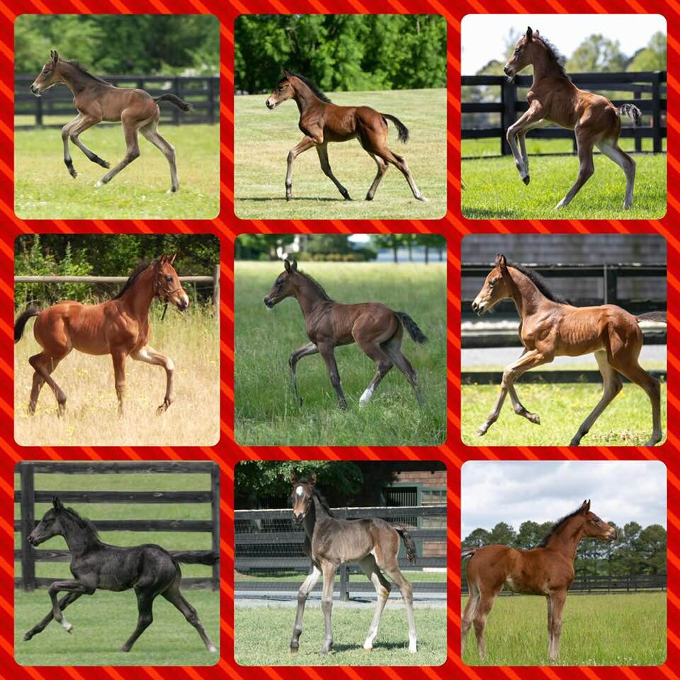 Davos CF Foals