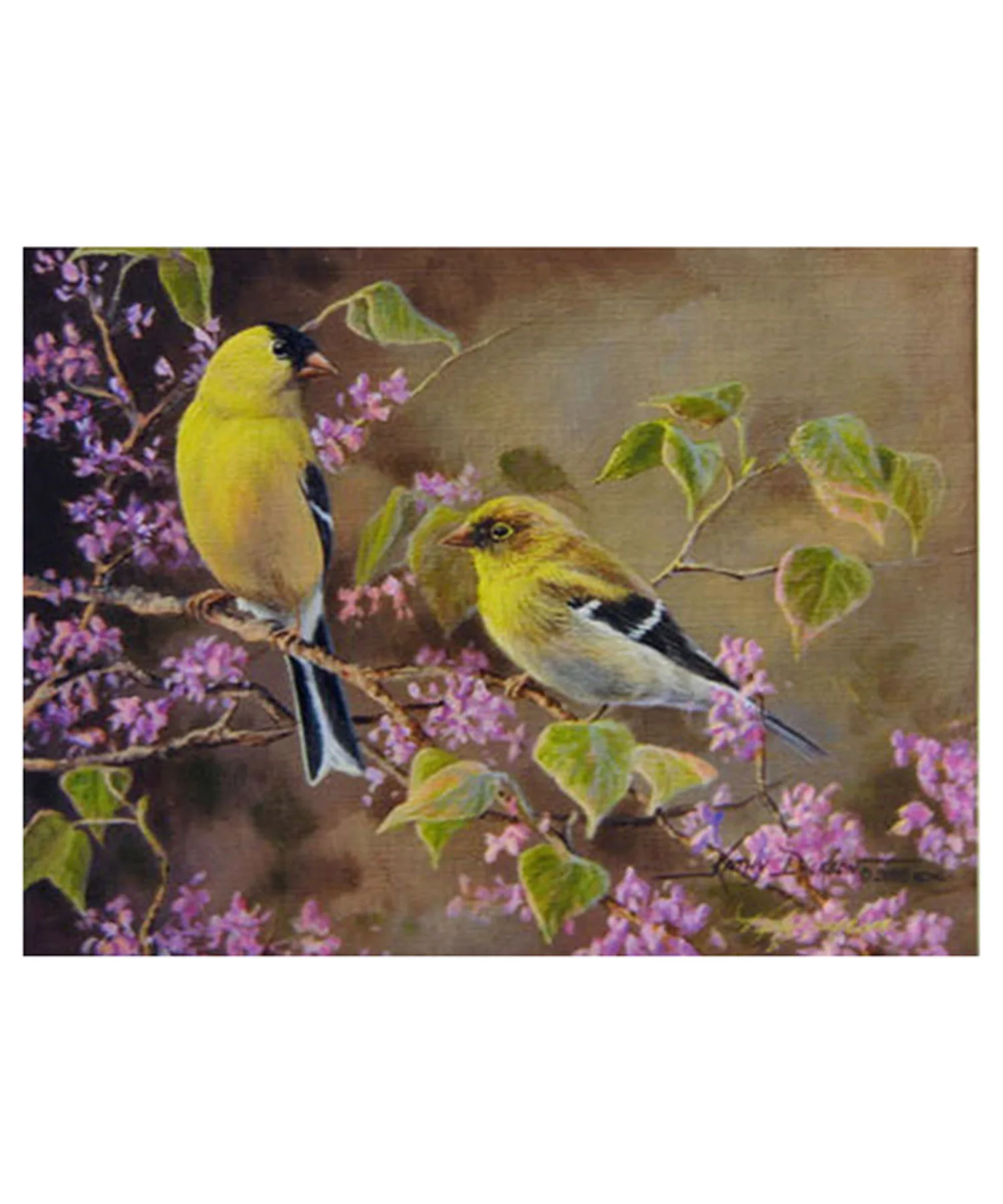 kdgoldfinch1-2-afd.jpg
