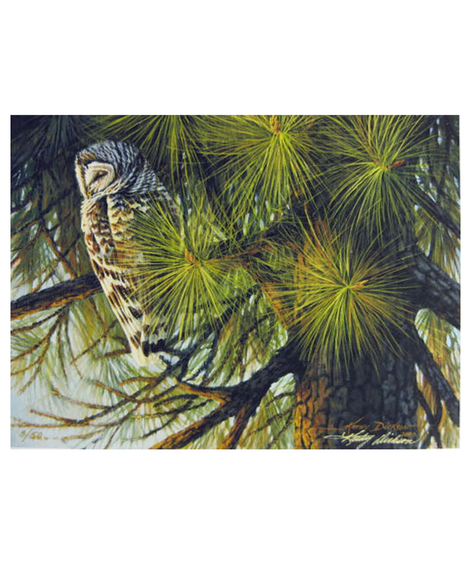 kdbarredowl-1-afd.jpg