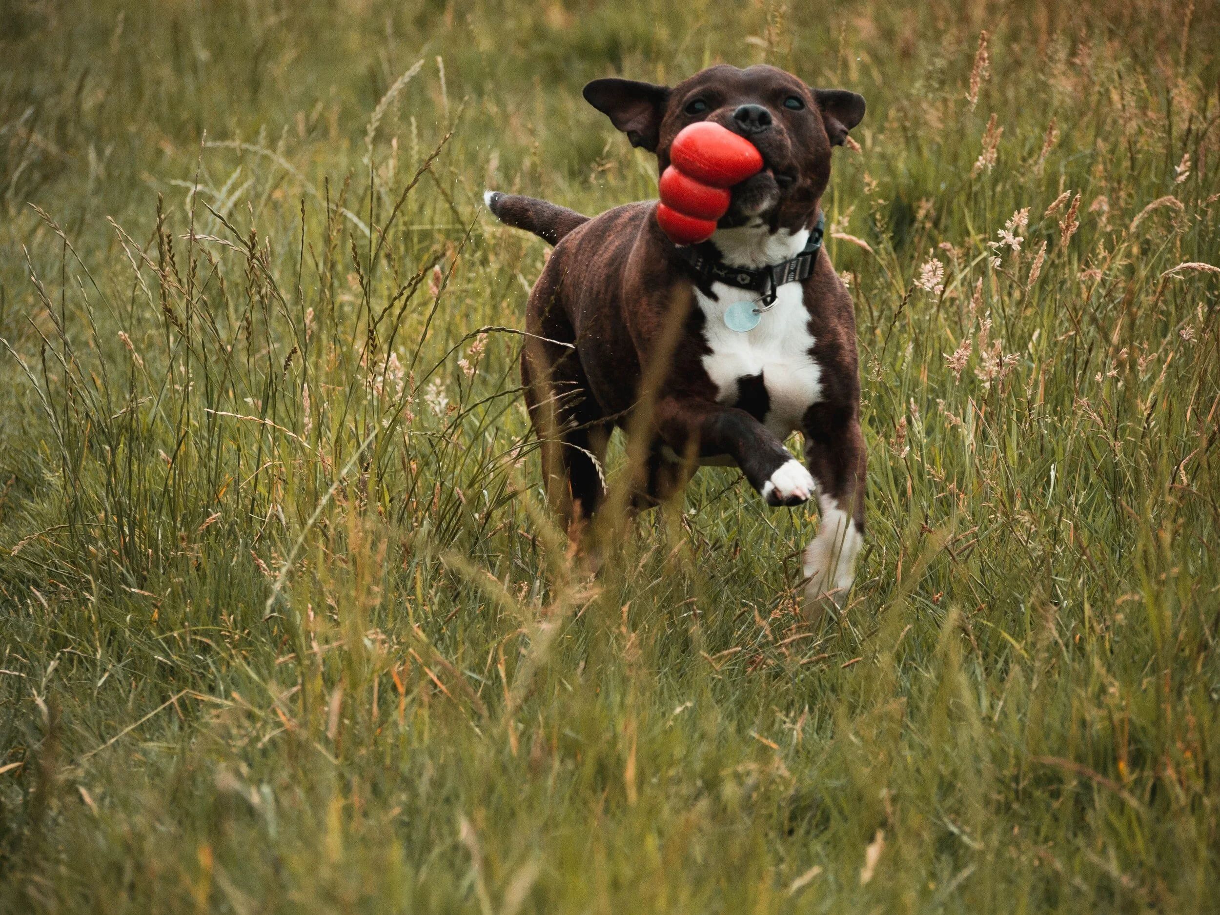 Enrichment for Cats and Dogs