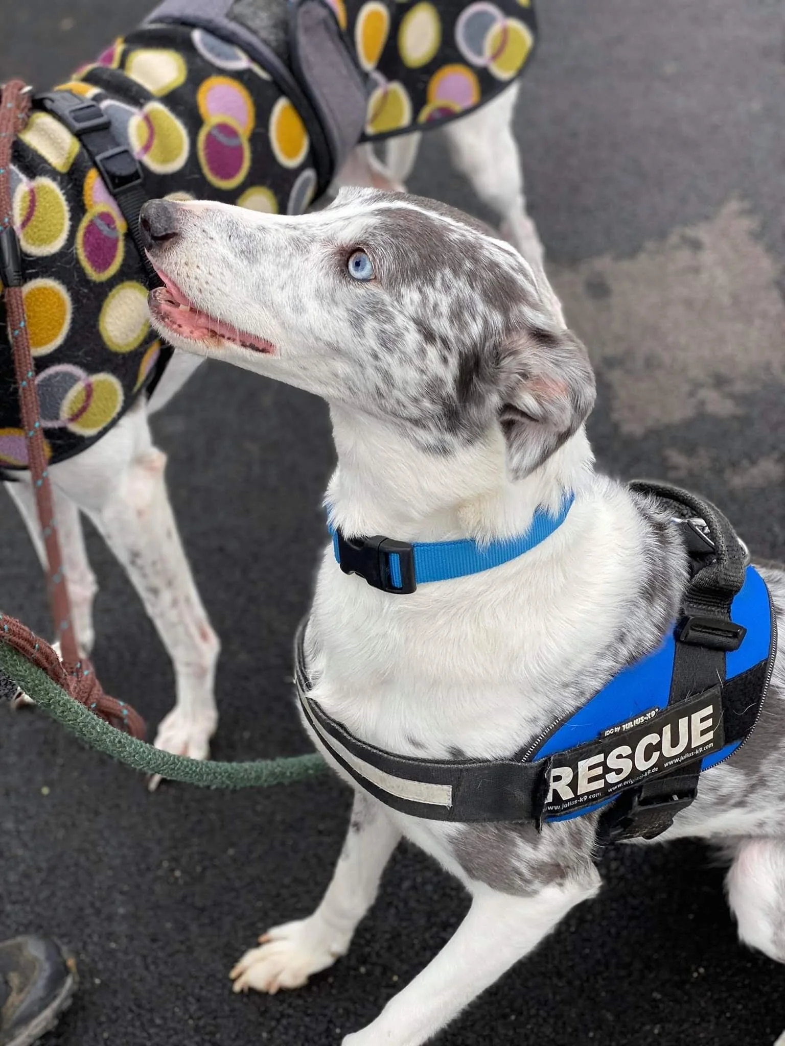 Doggy Etiquette – What to do when out and about!