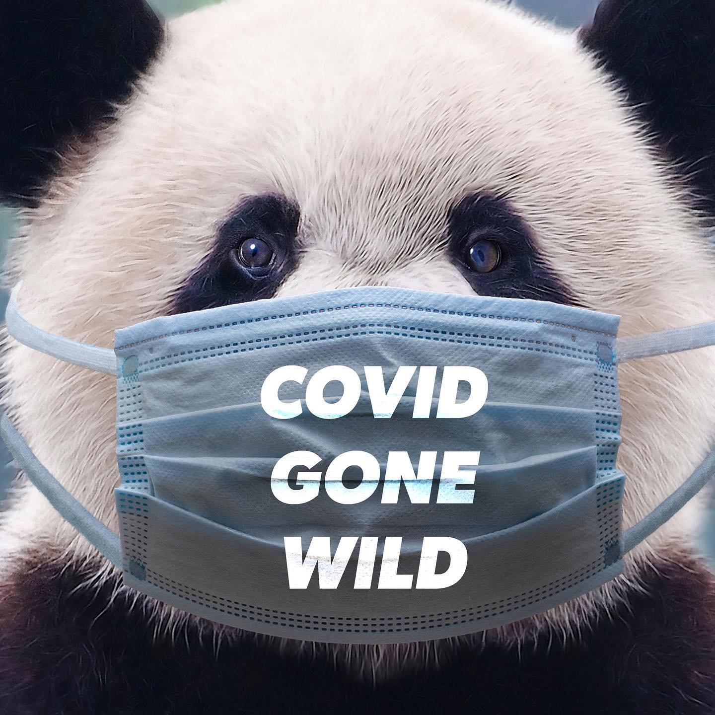 Wear the damn mask. It might save a baby panda. 🐼
⁣
Covid&rsquo;s threat to wildlife cannot be overstated. We&rsquo;ve seen the novel coronavirus jump from humans to big cats, to minks, and back to humans. Imagine a fragile wild population of monkey