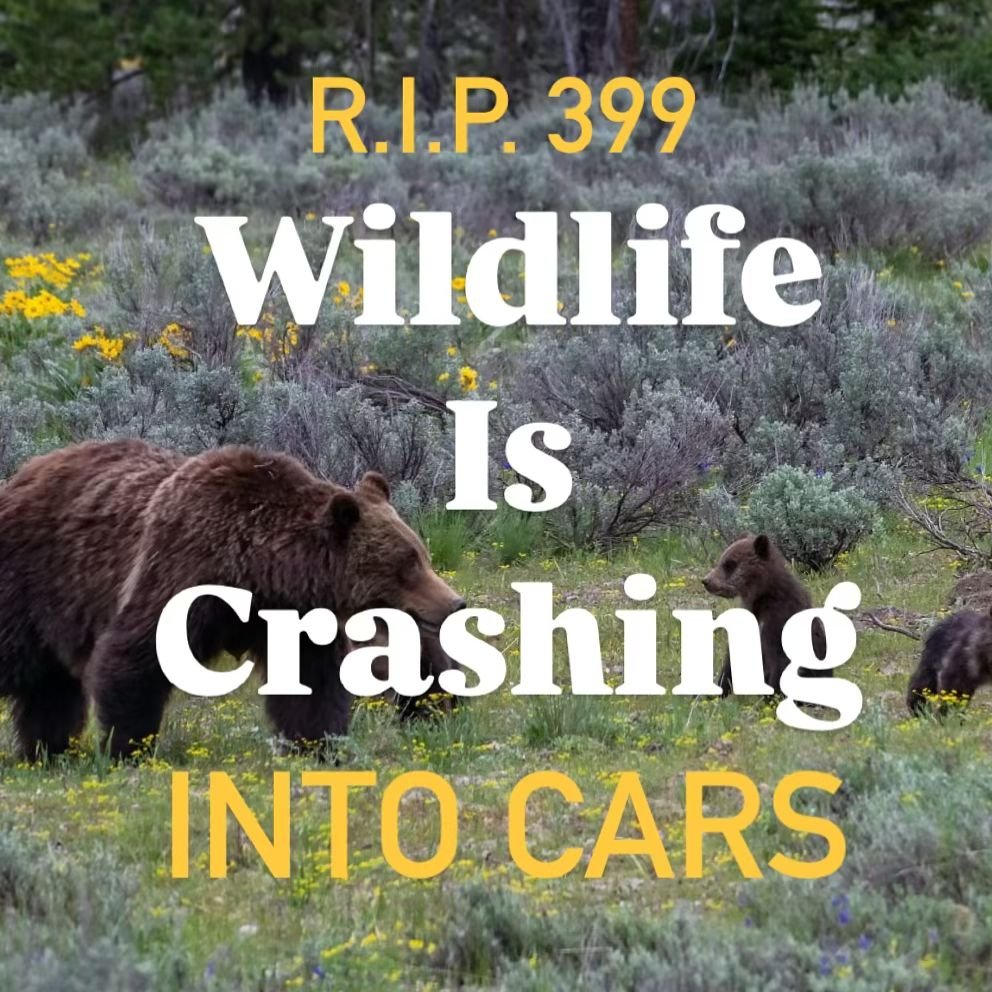 Where are the wildlife sidewalks? 🐻 #rip399
