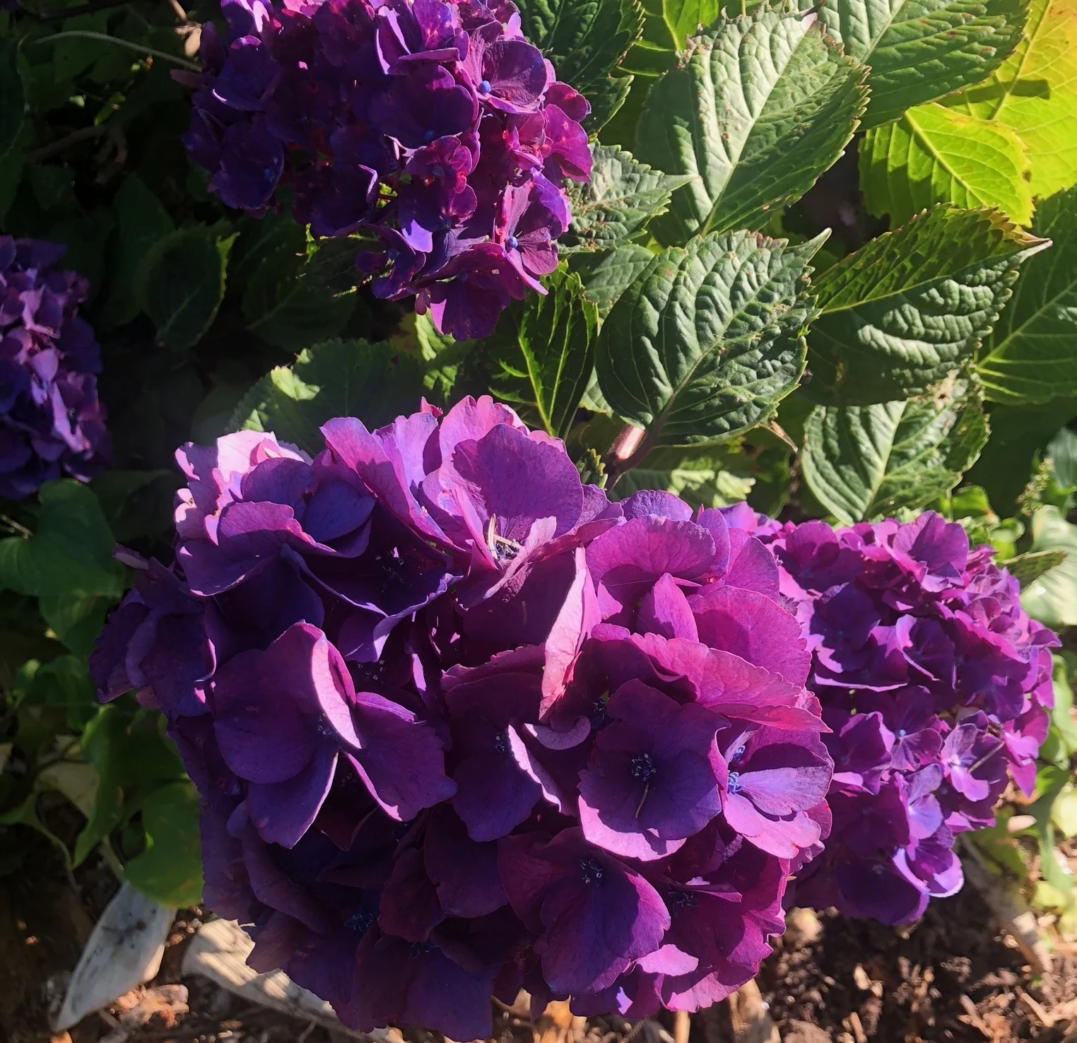 Hydrangeas come in so many colors, like this deep purple. They adorn the landscape all around western Oregon.
