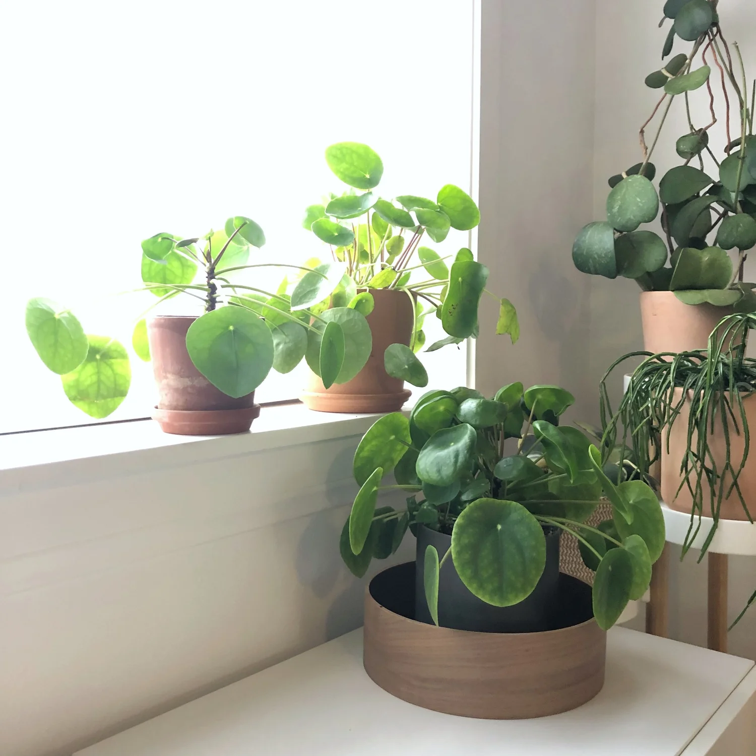 Easy Slightly Harder To Find Housplants Work Hard Plant Hard