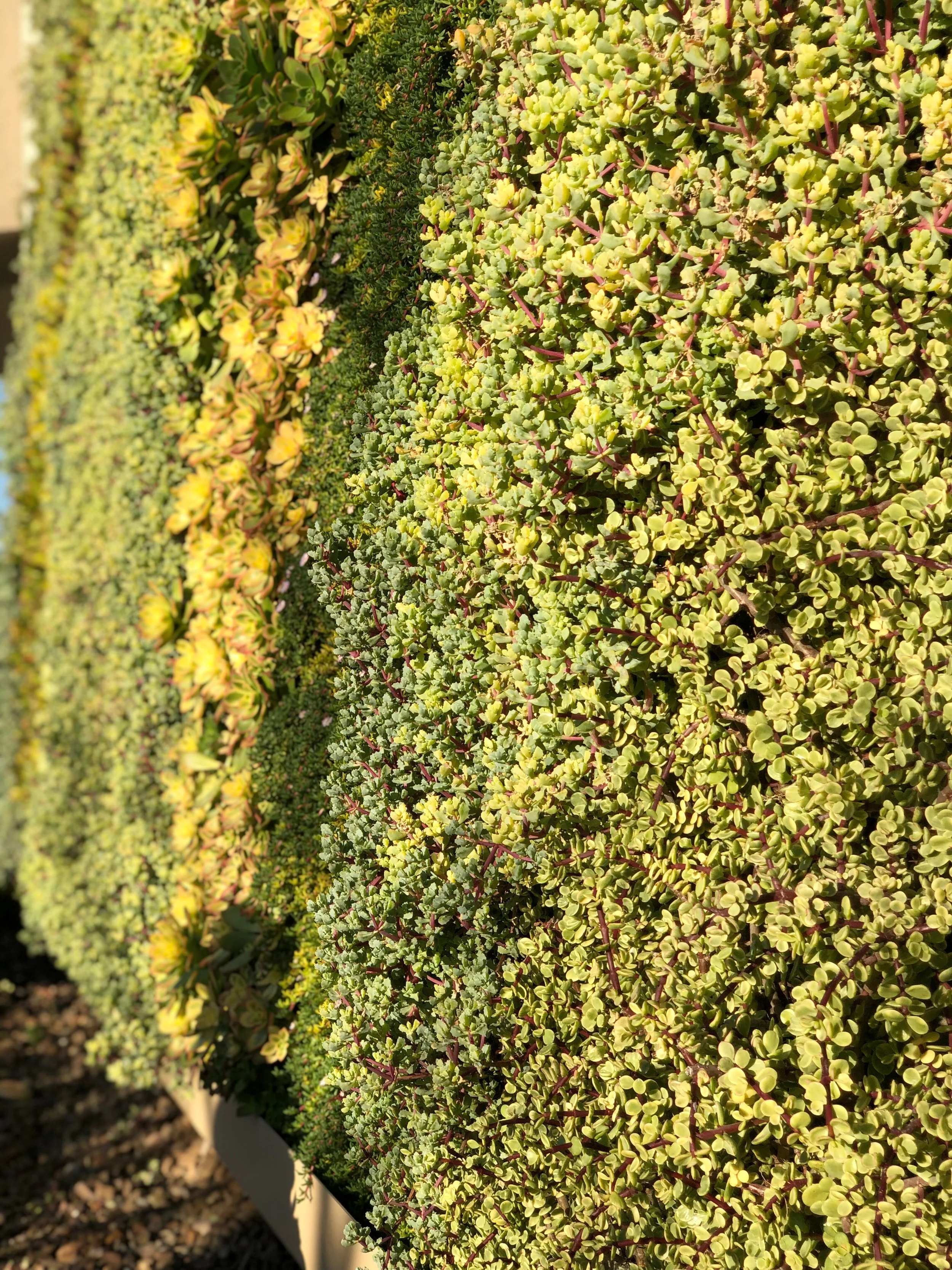 My son wanted to take some photos. I think he captured this trailing Portulacaria afra quite well!