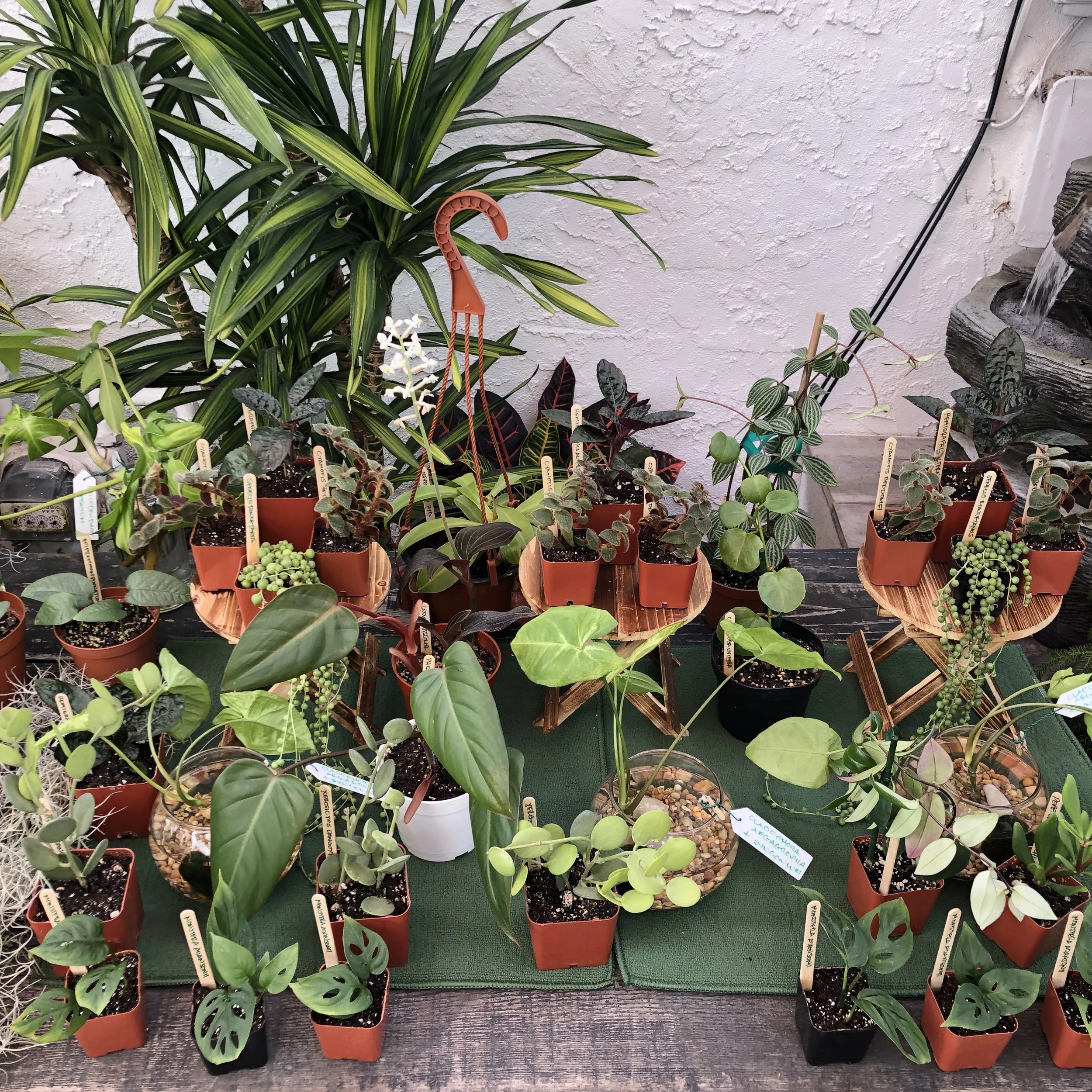 Some experienced plant swappers go all out. Here is Joseph @plantdaddy_sd’s setup from the last swap. Plants are labeled and even on stands. This is not necessary but very cute and fun!