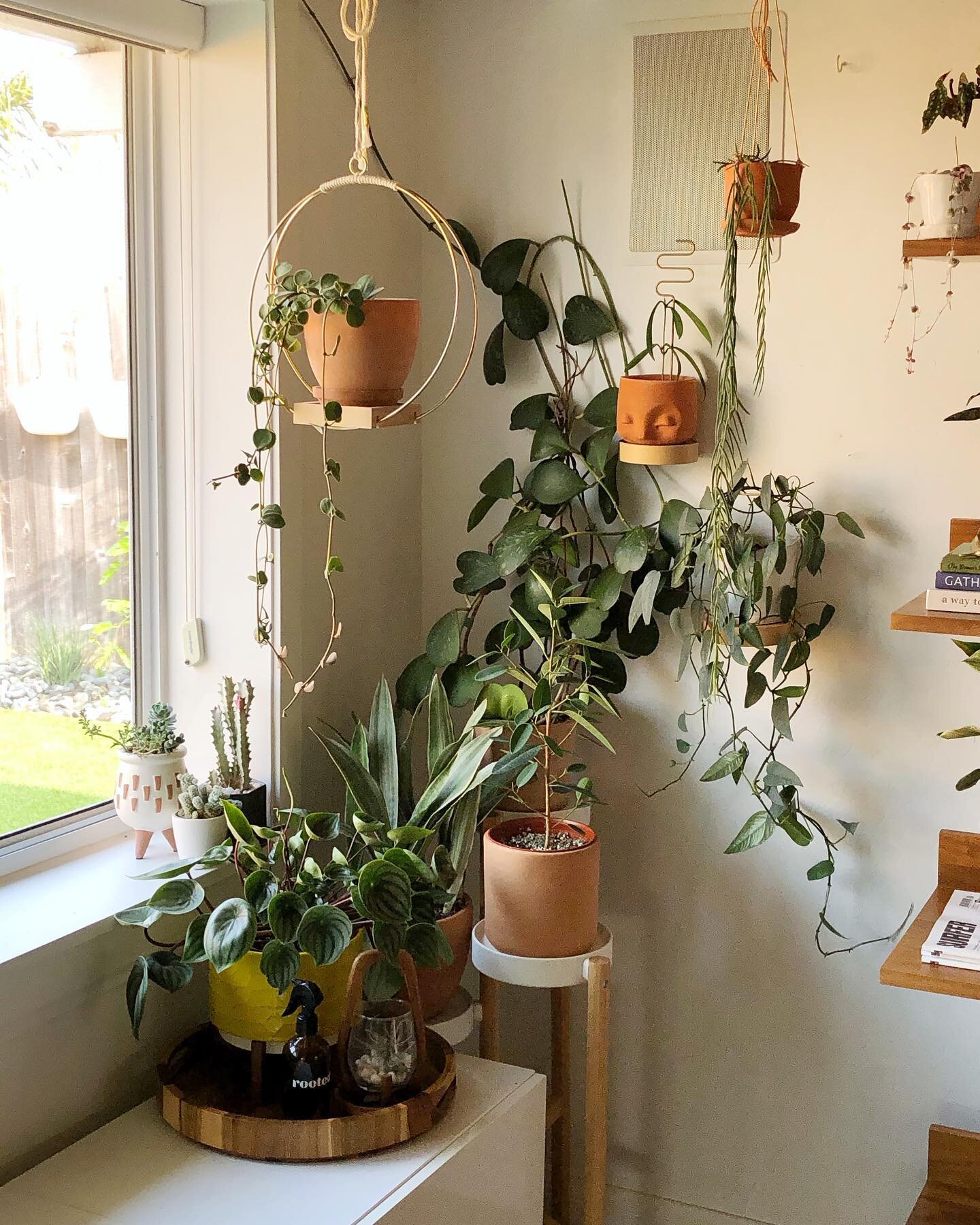 Love that terra cotta glow ✨. I did some plant shuffling when I redid the shelves and my Peperomia hope ended up here. All of these will get a little extra boost from one of my new shelf grow lights. More on those soon! Curious how many of you use gr