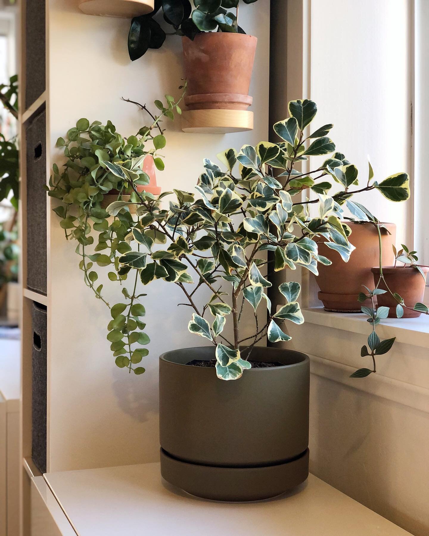 Happy #ficusfriday! Meet my new variegated Ficus triangularis, hanging out in my new @lbe.design Round 2 size 8 in Olive 😍 (thank you Veronica and Jon!). Swipe 👉🏼 for close-up 🎥. Funny how my recent plant purchases have all been in the Ficus genu