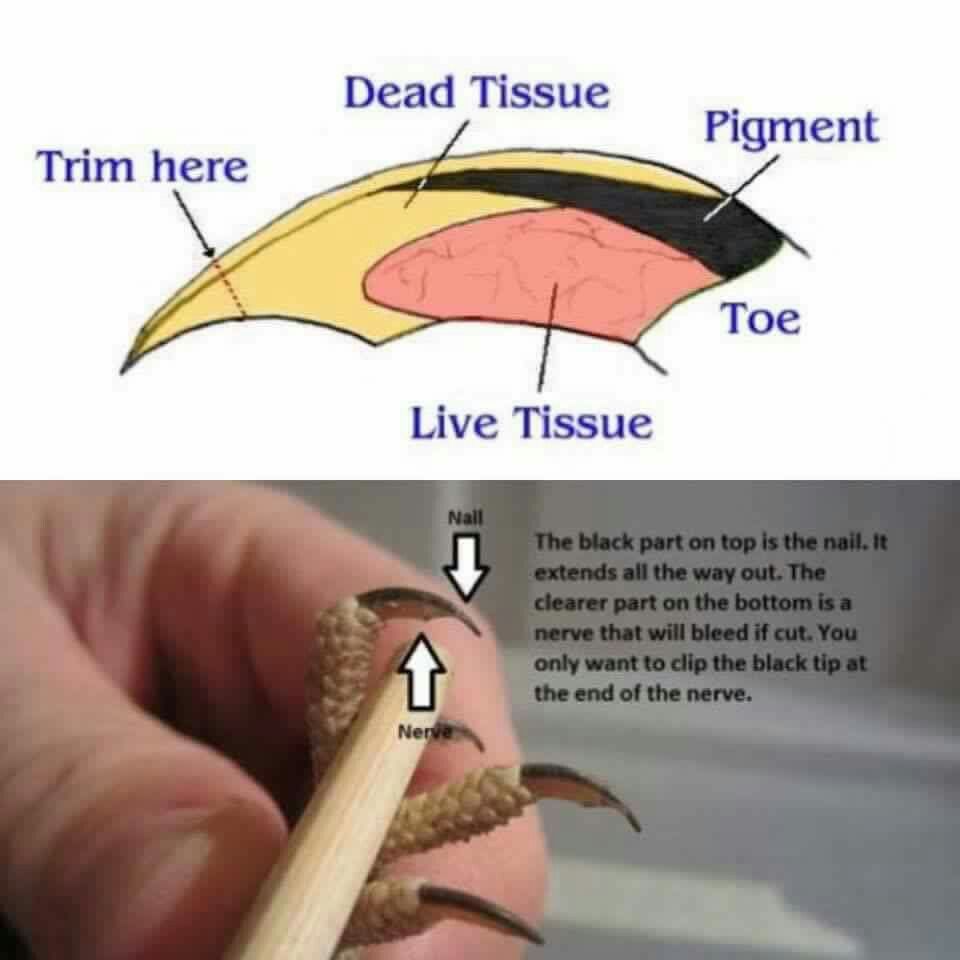 How To Clip Bearded Dragon Nails