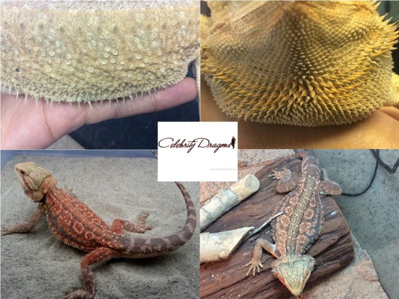 Morphs And Patterns Bearded Dragon Obsession Care Information
