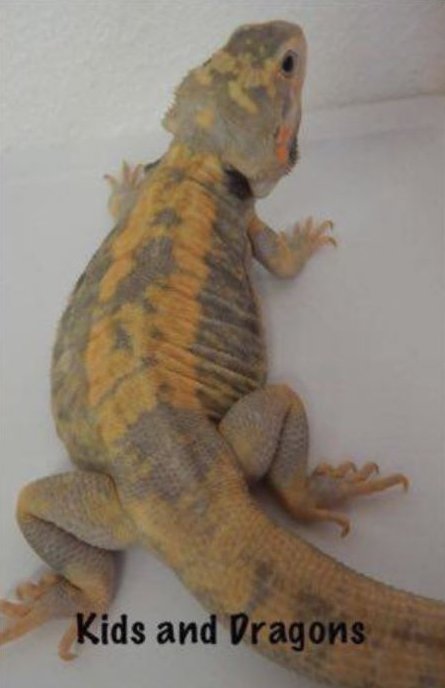 Morphs And Patterns Bearded Dragon Obsession Care Information